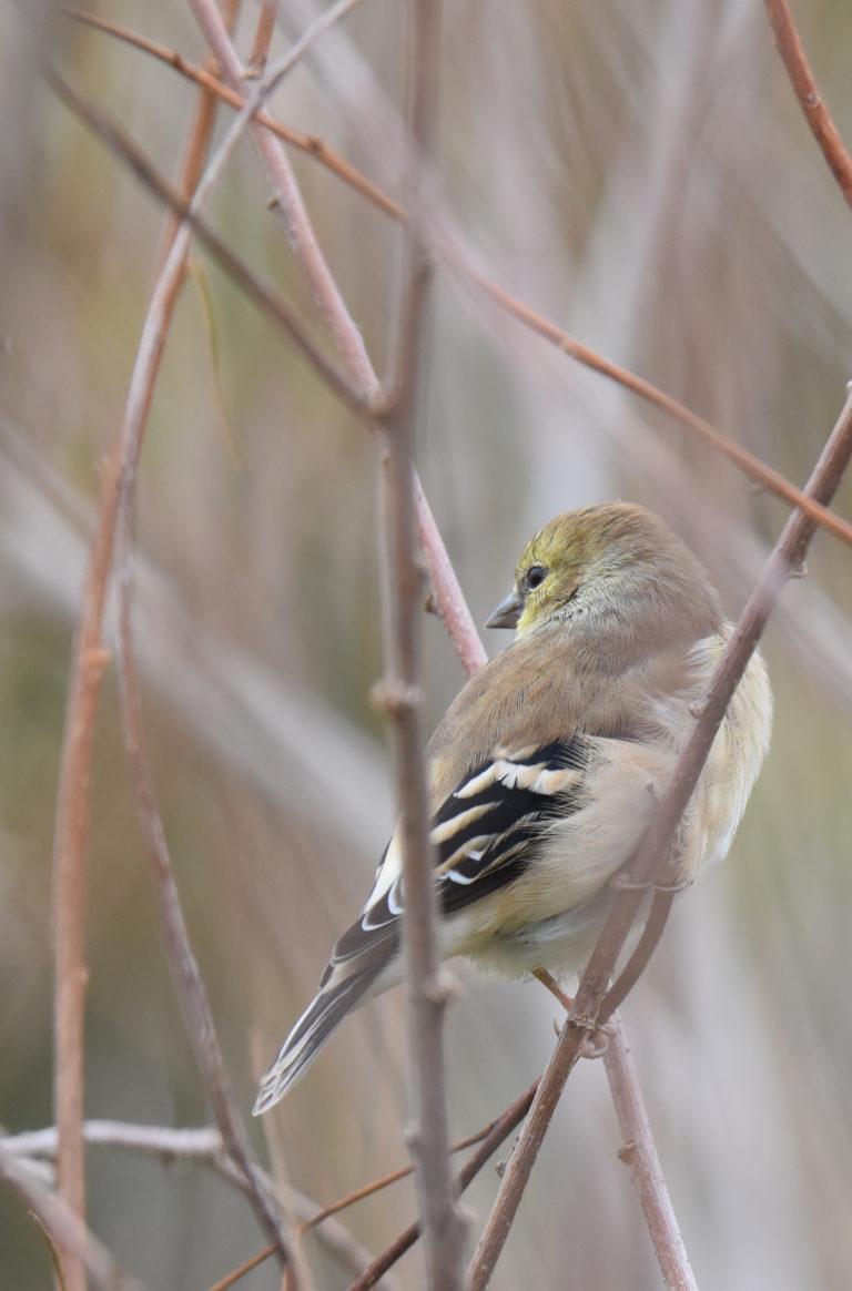 A Fall-out of Fall Birds in Southern Ontario | Natural Crooks Ramblings