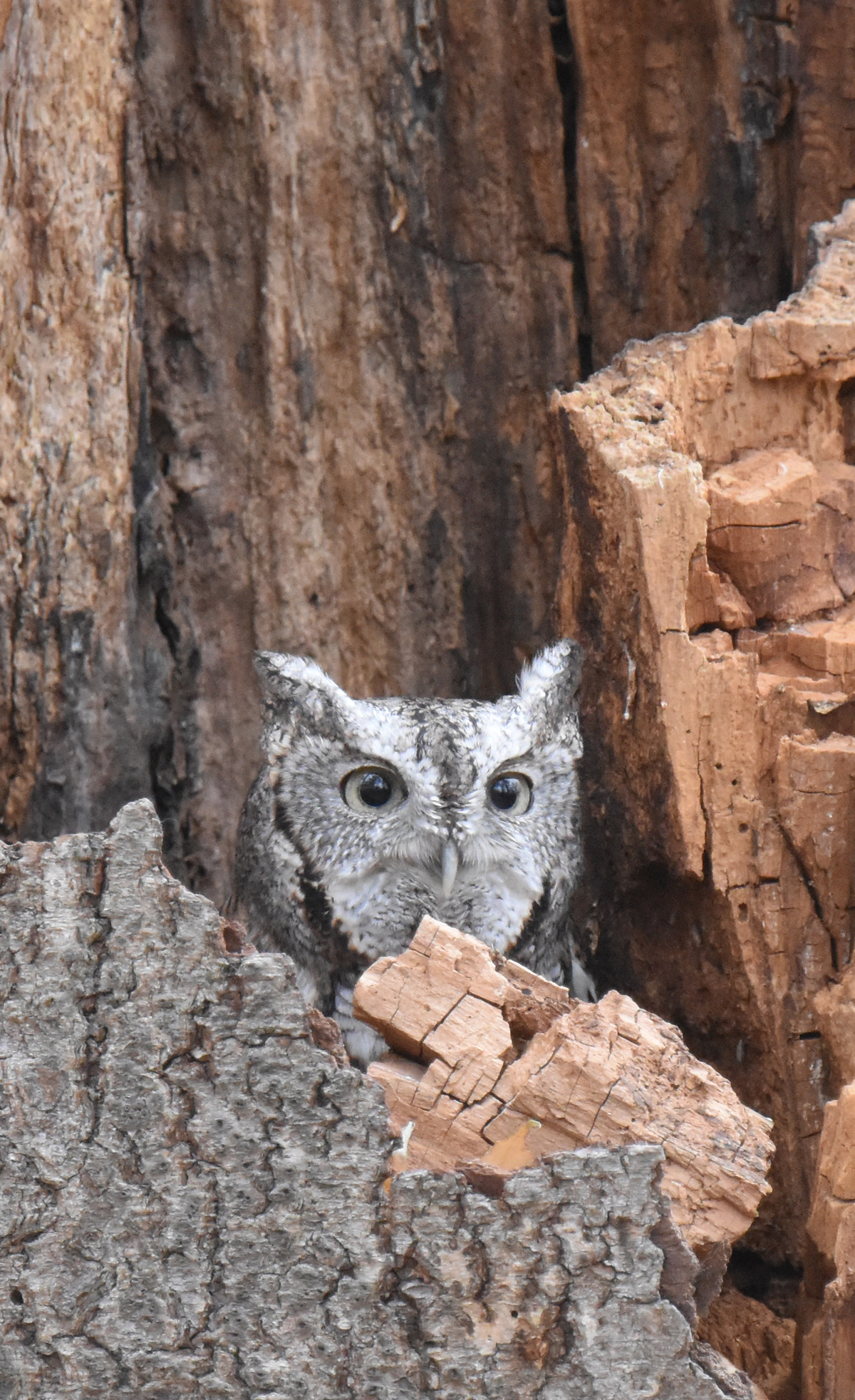 Photo of Eastern Screech Owl 2 on NaturalCrooksDotCom