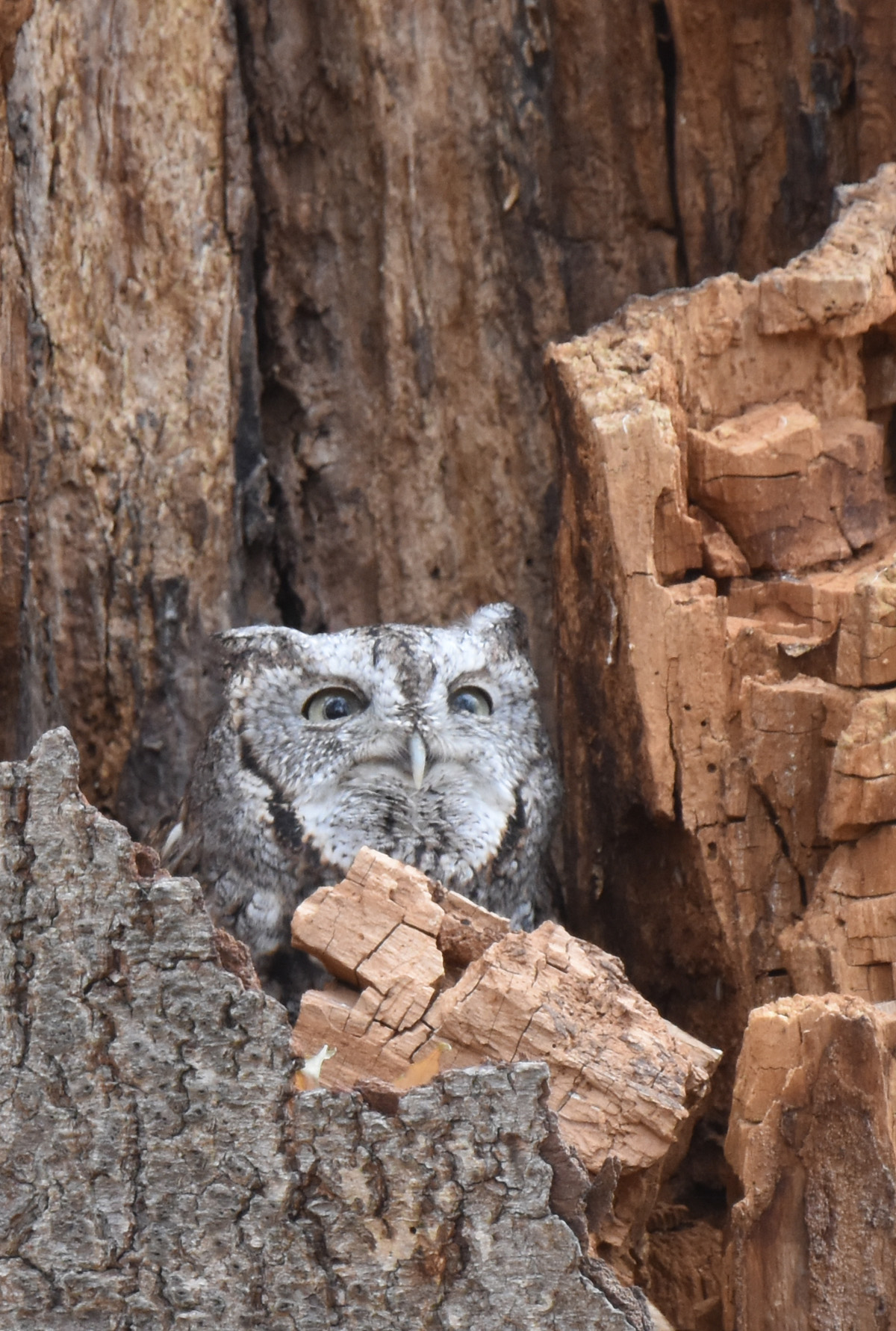 Photo of Eastern Screech Owl 3 on NaturalCrooksDotCom