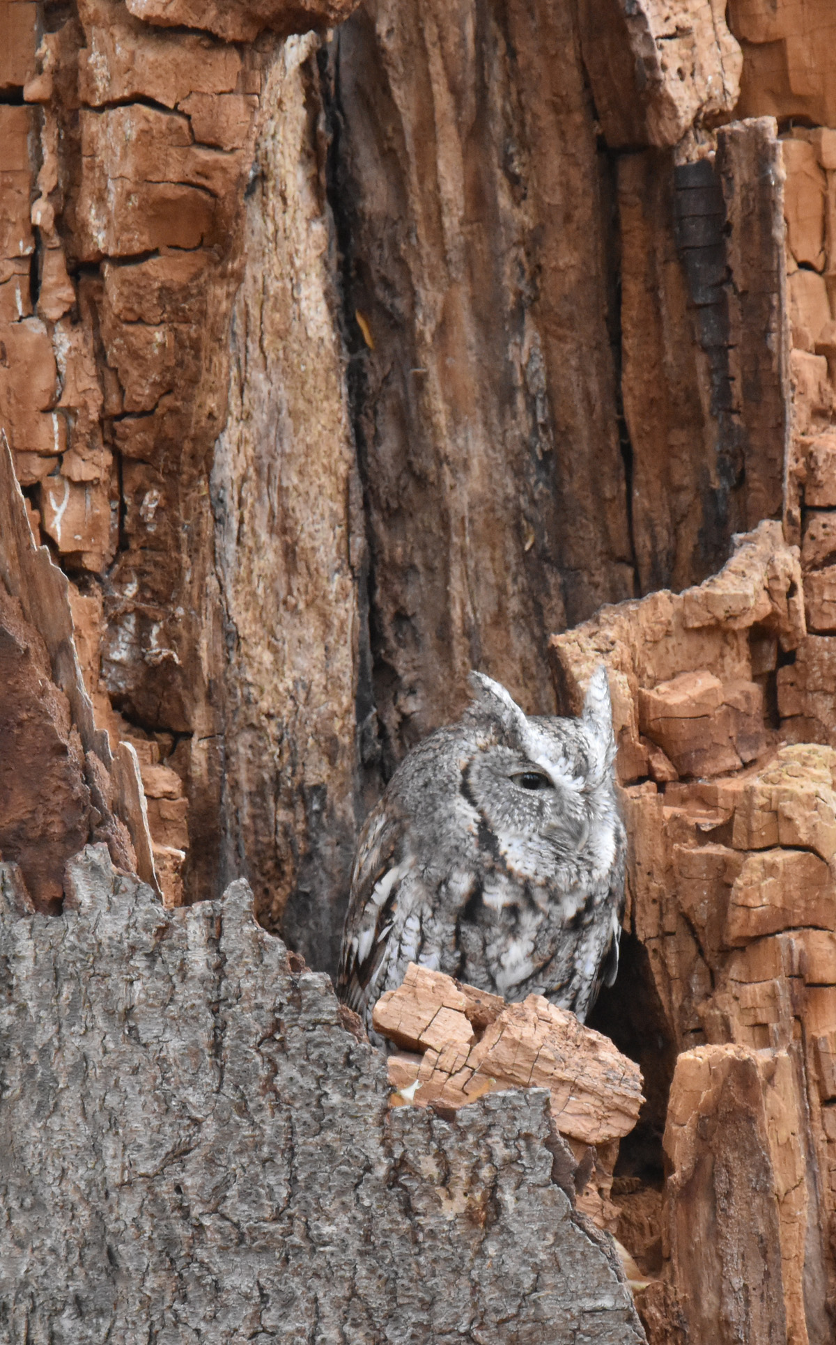 Photo of Eastern Screech Owl 4 on NaturalCrooksDotCom