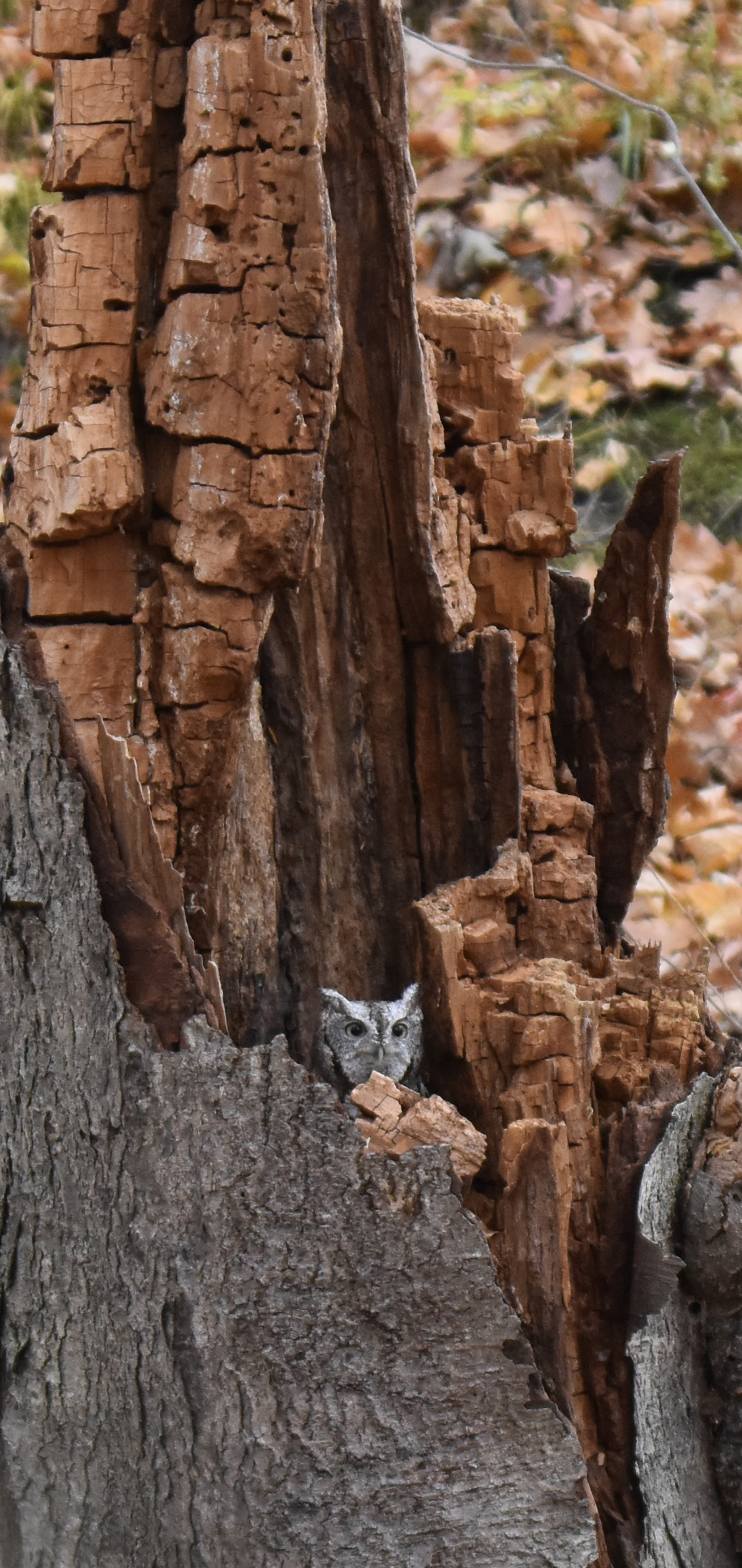 Photo of Eastern Screech Owl on NaturalCrooksDotCom