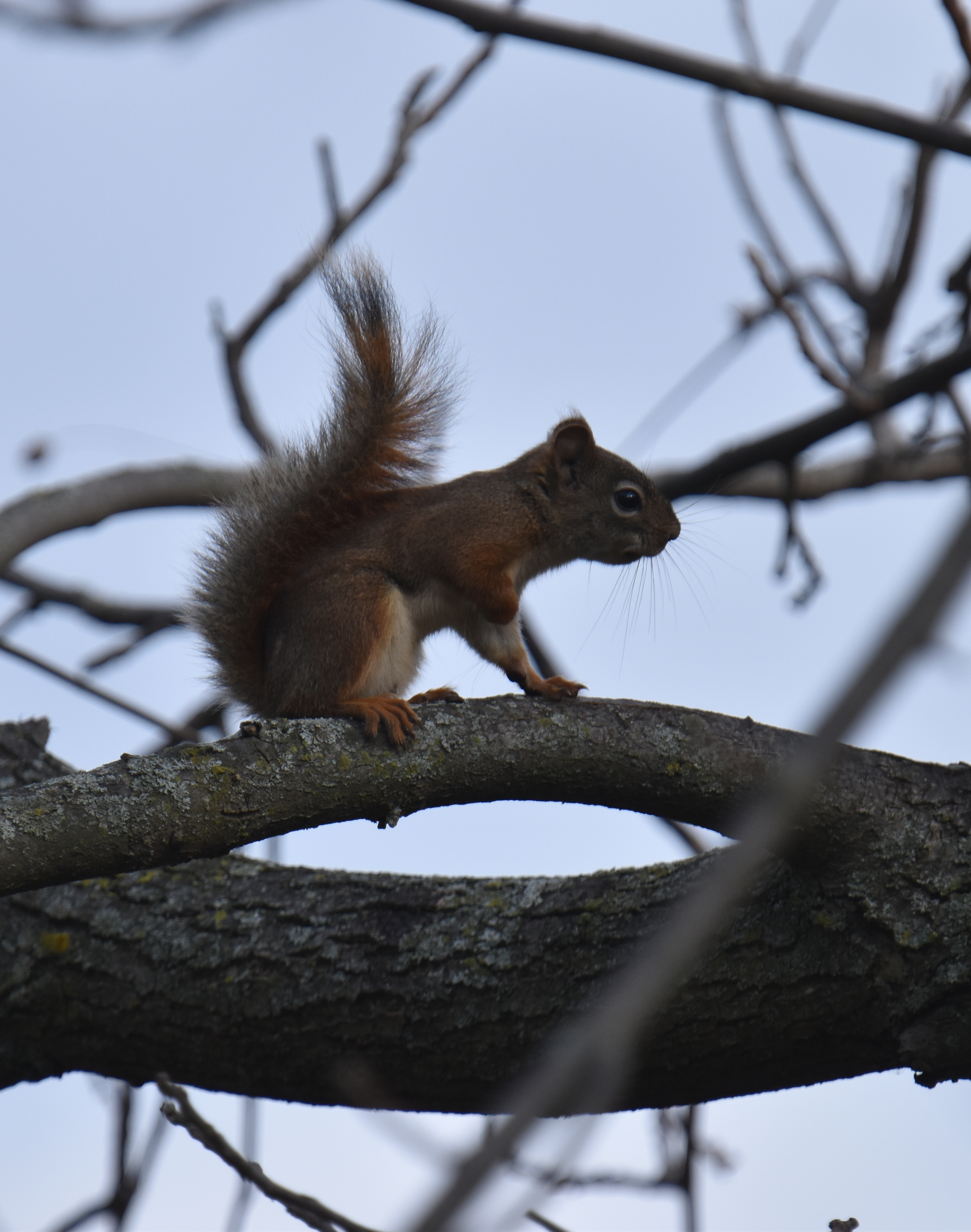 Photo of Red Squirrel Black Walnuts 8 on NaturalCrooksDotCom
