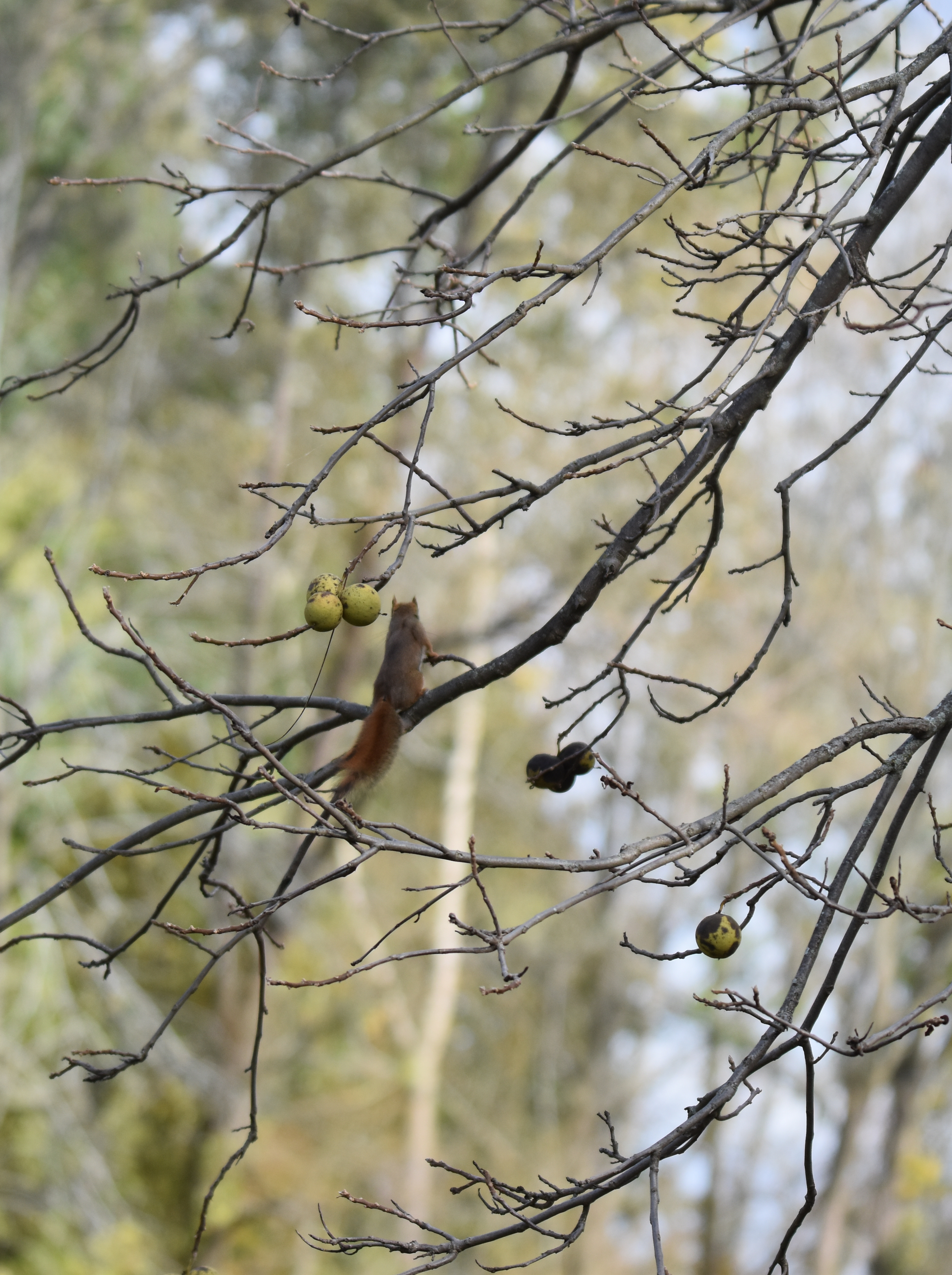 Photo of Red Squirrel Black Walnuts 2 on NaturalCrooksDotCom