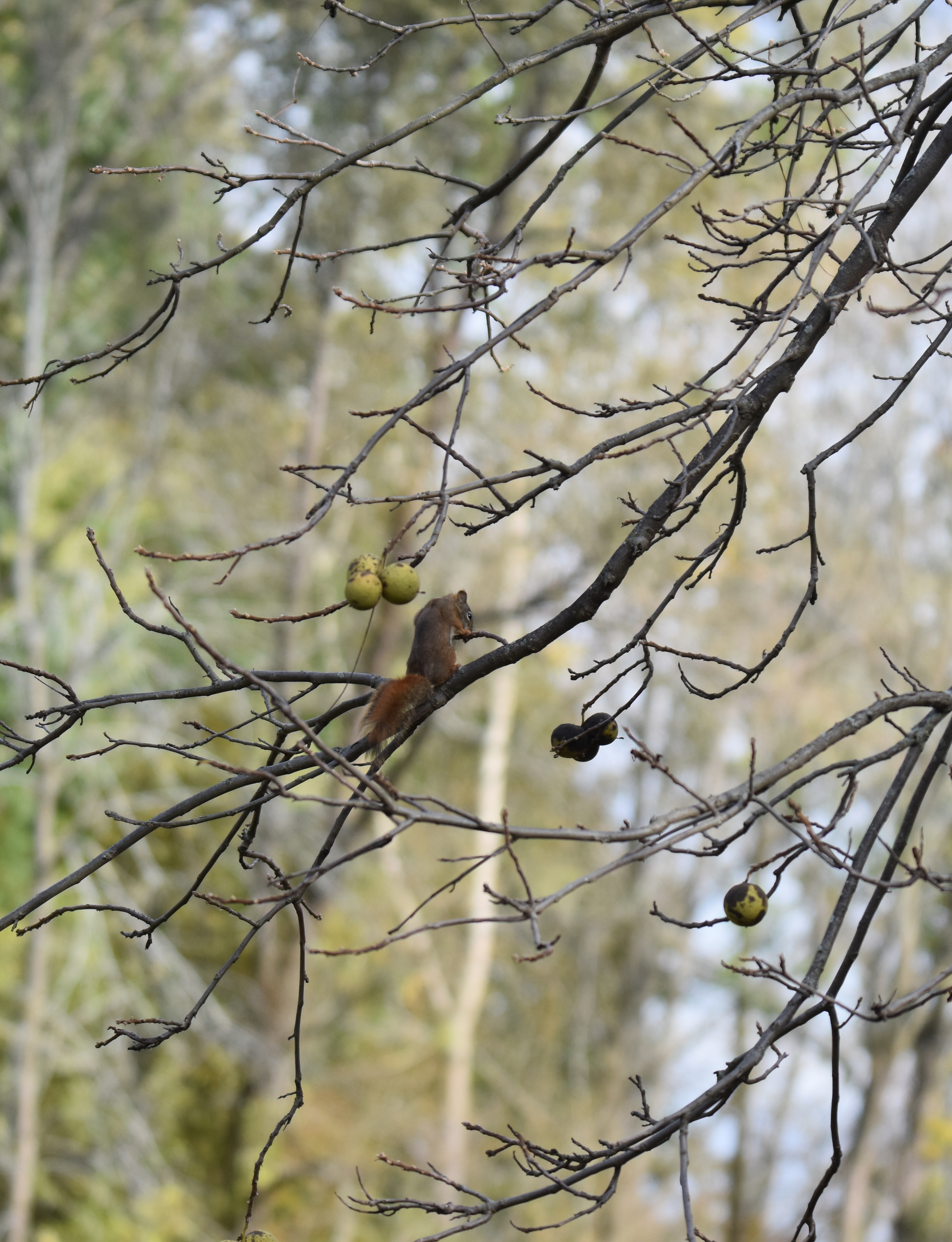 Red Squirrel Black Walnuts 3 on NaturalCrooksDotCom