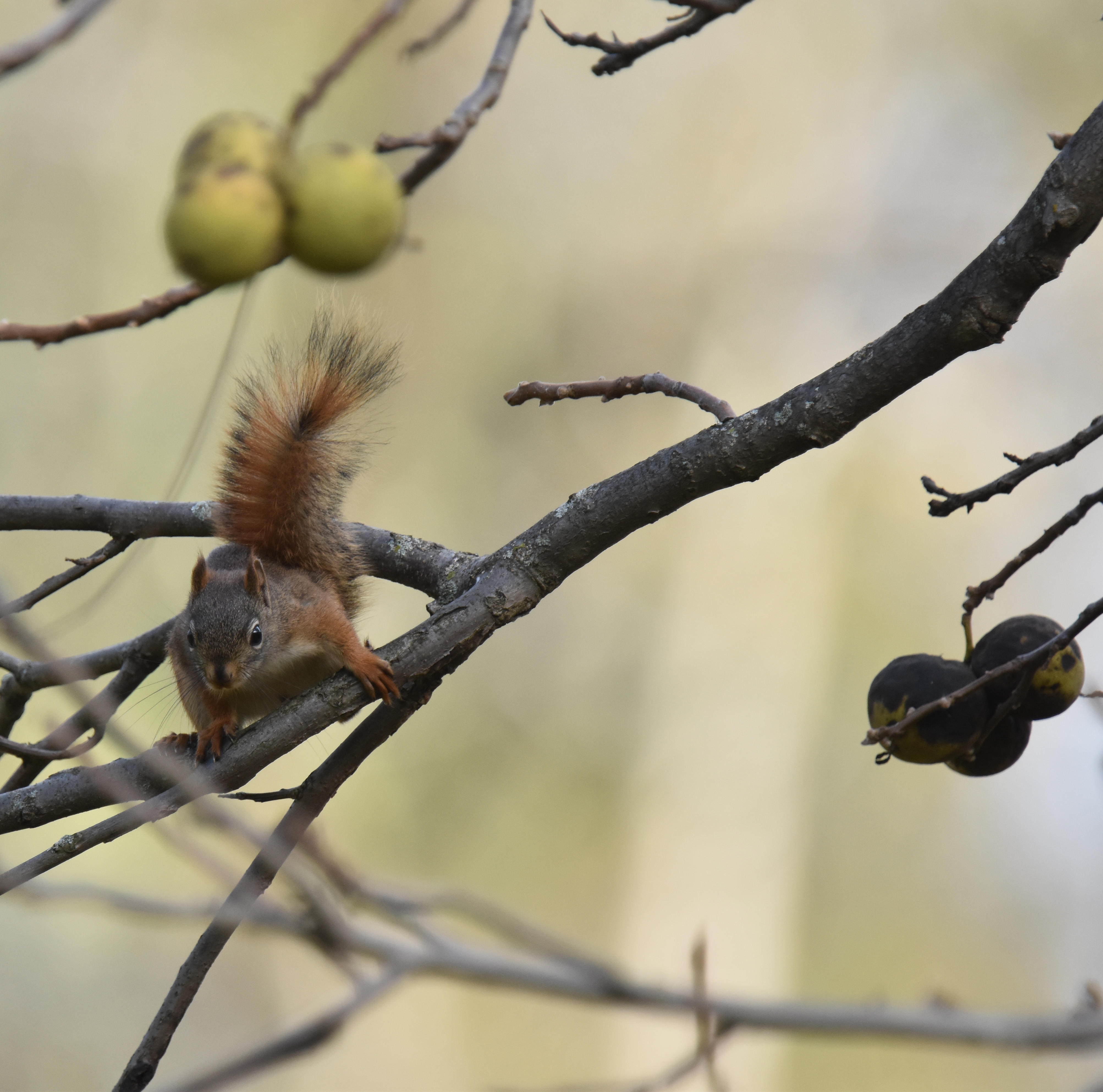 Photo of Red Squirrel Black Walnuts 4 on NaturalCrooksDotCom