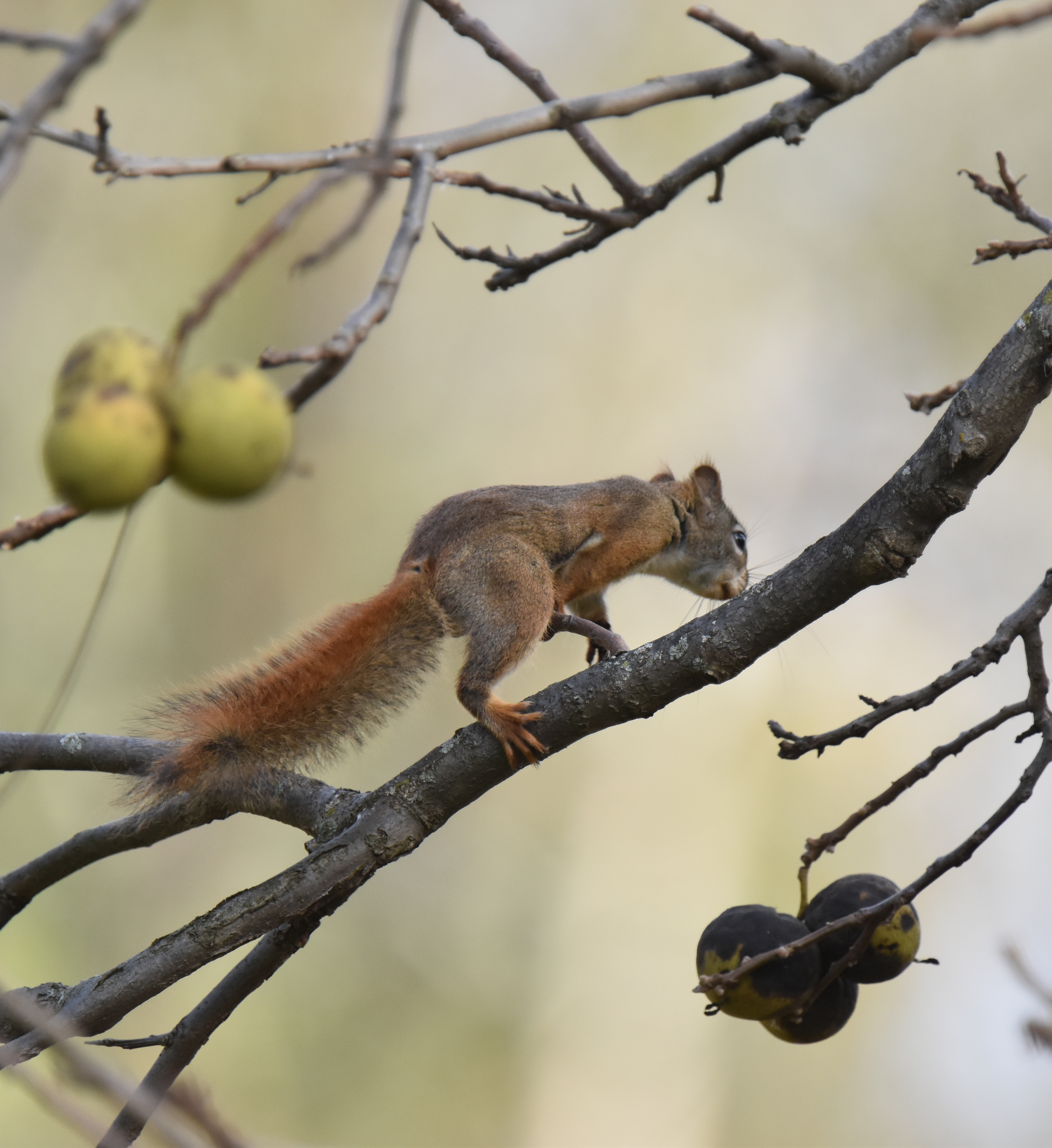 PHoto of Red Squirrel Black Walnuts 5 on NaturalCrooksDotCom