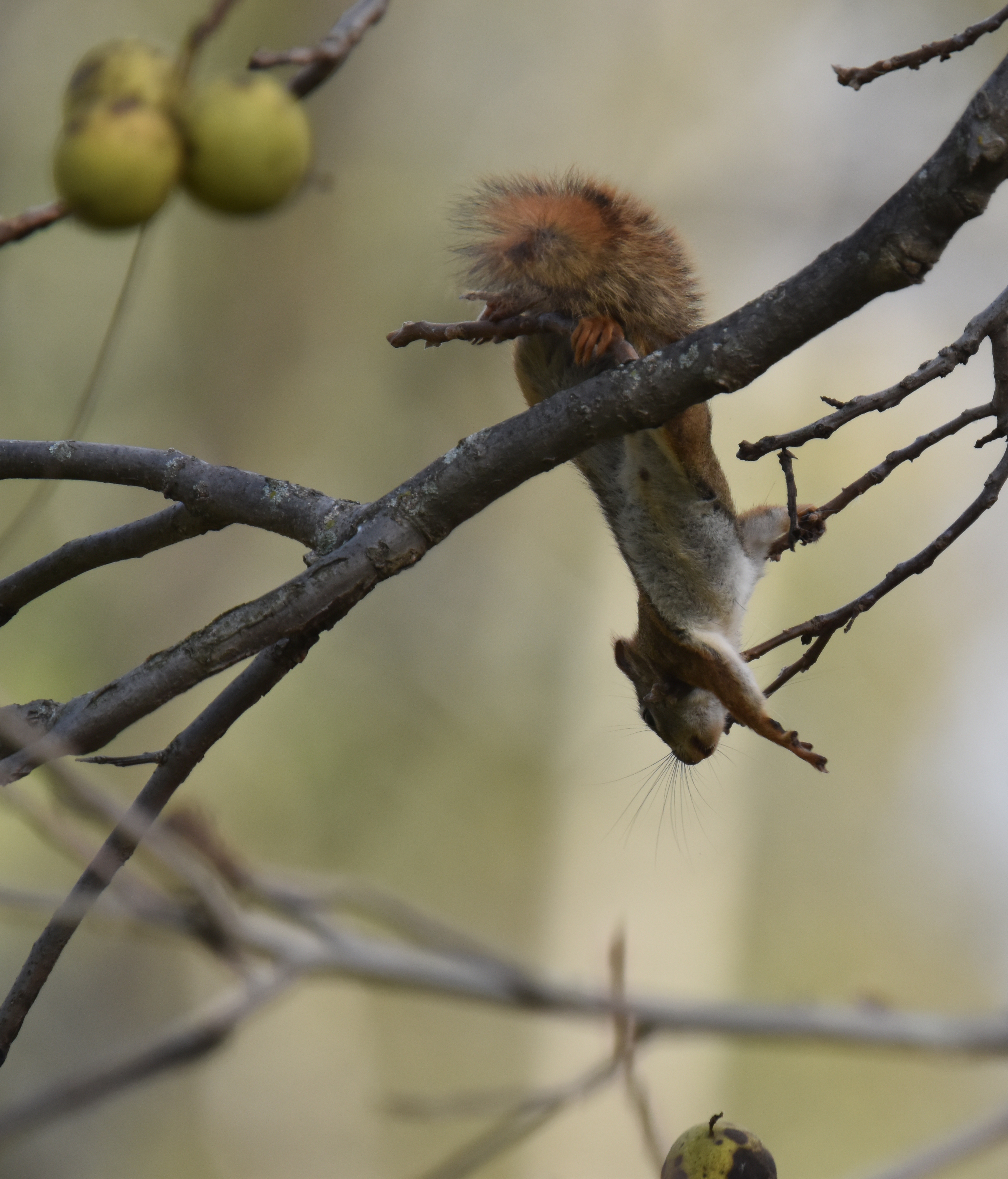 Photo of Red Squirrel Black Walnuts 6 on NaturalCrooksDotCom