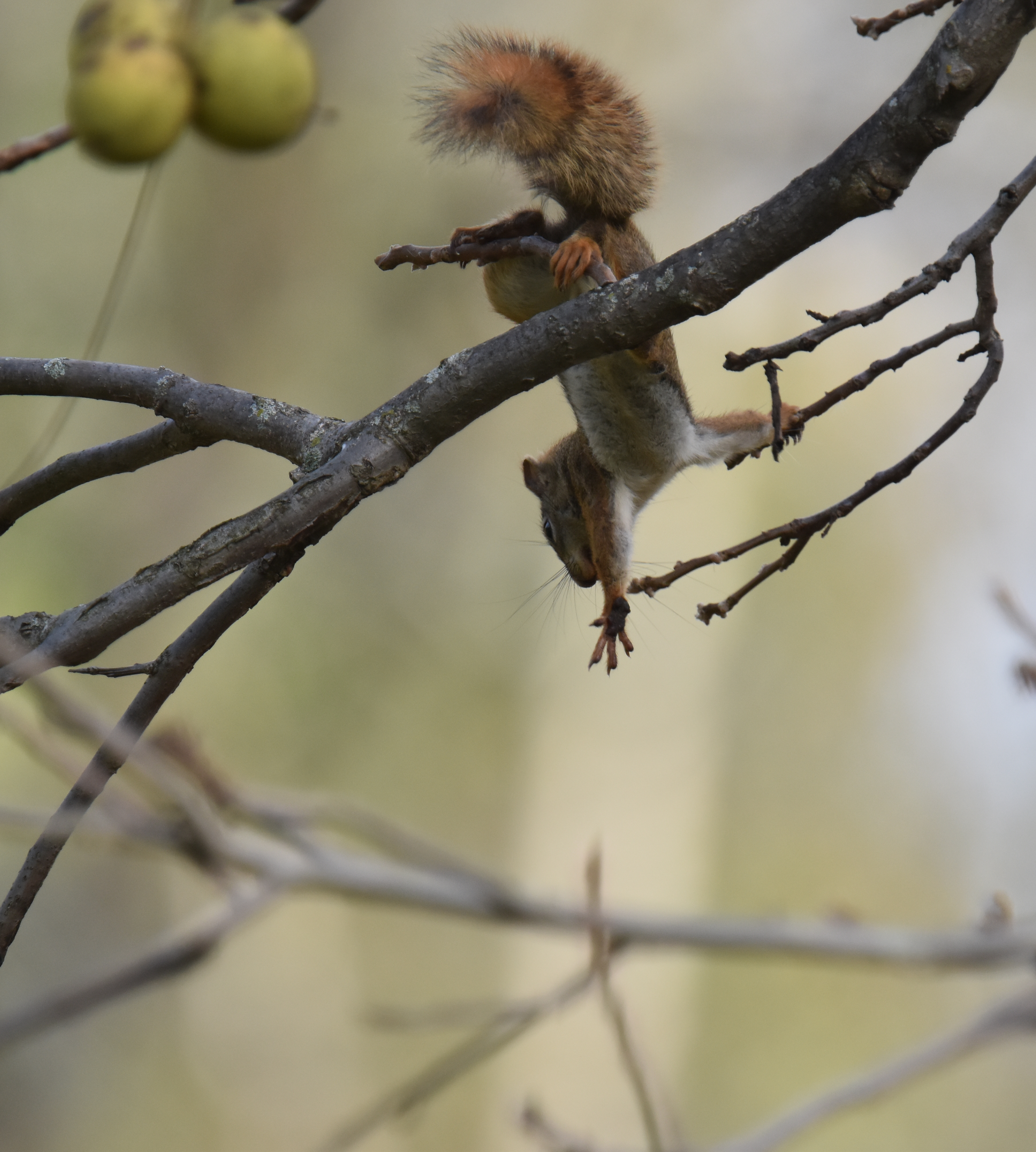 Photo of Red Squirrel Black Walnuts 7 on NaturalCrooksDotCom