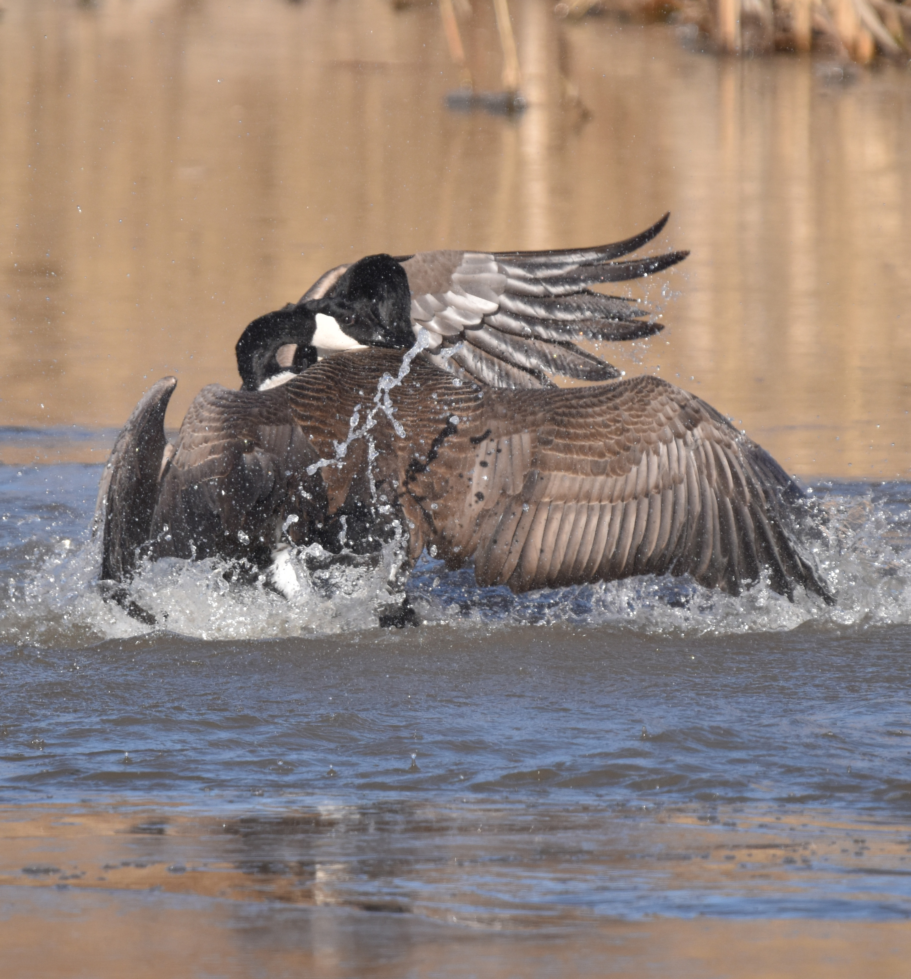 Photo of Canada Goose Fight 2 Oakville on NaturalCrooksDotCom