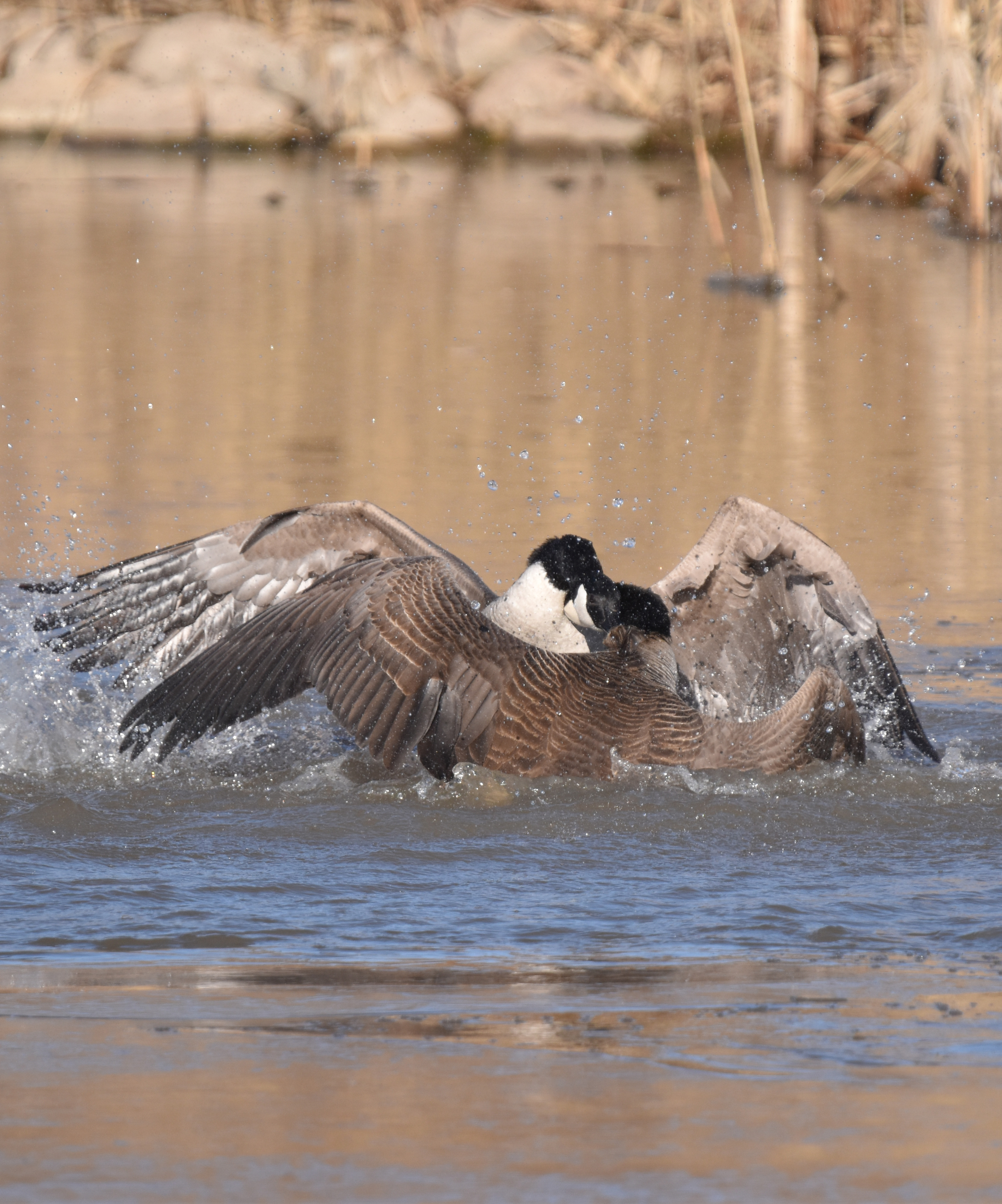 Photo of Canada Goose Fight 3 Oakville on NaturalCrooksDotCom