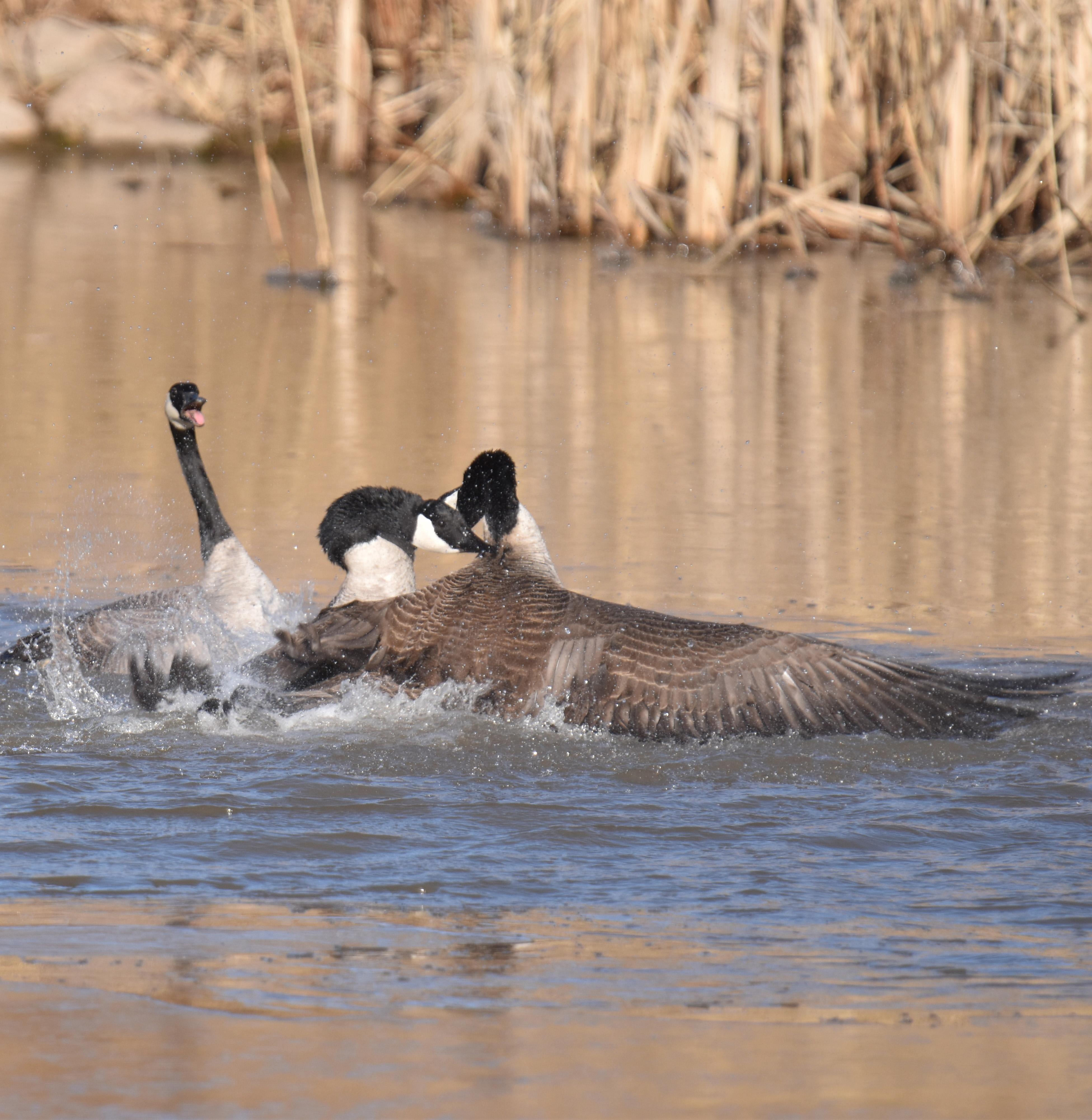 Photo of Canada Goose Fight 4 Oakville on NaturalCrooksDotCom