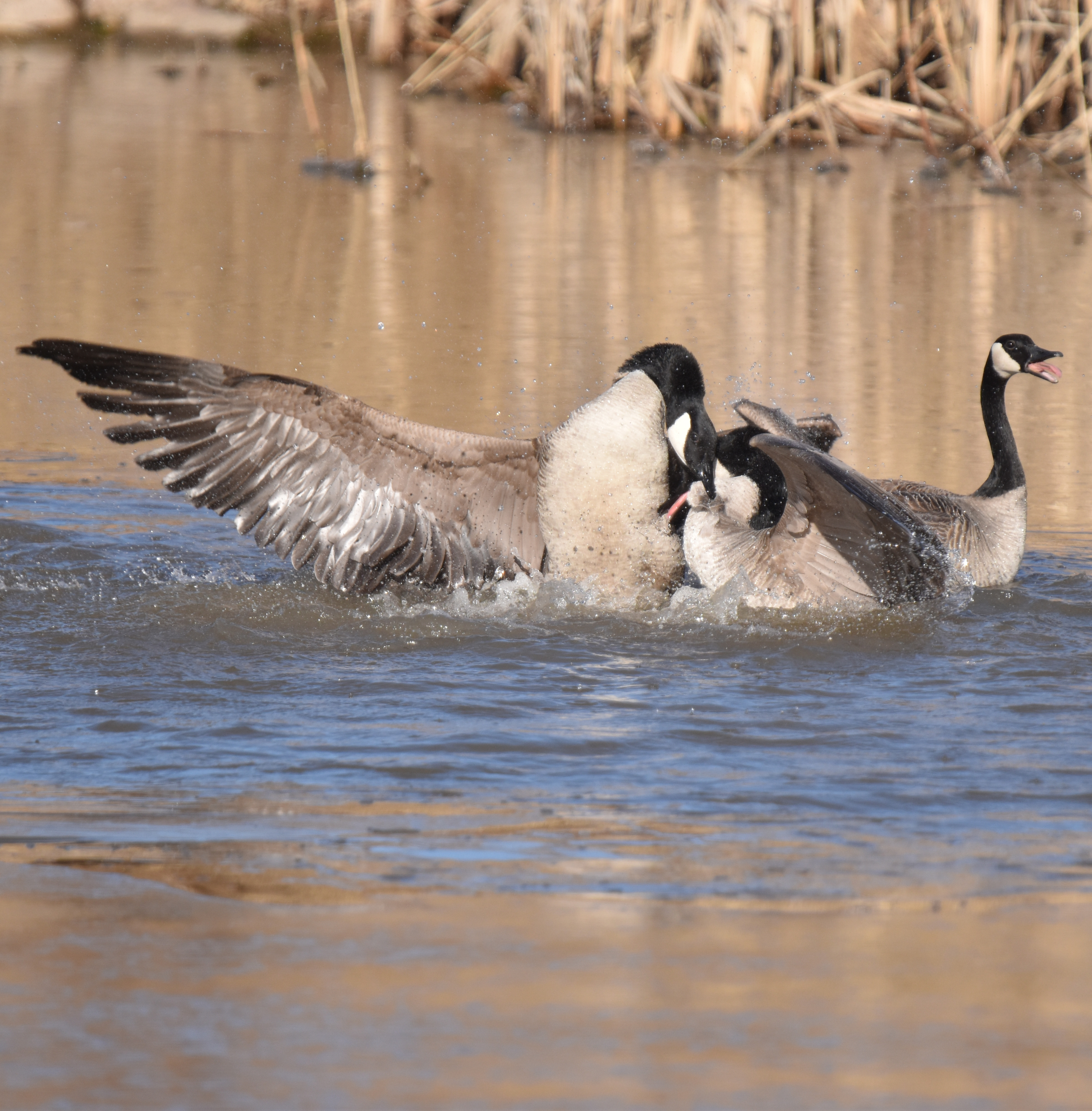 Photo of Canada Goose Fight 5 Oakville on NaturalCrooksDotCom