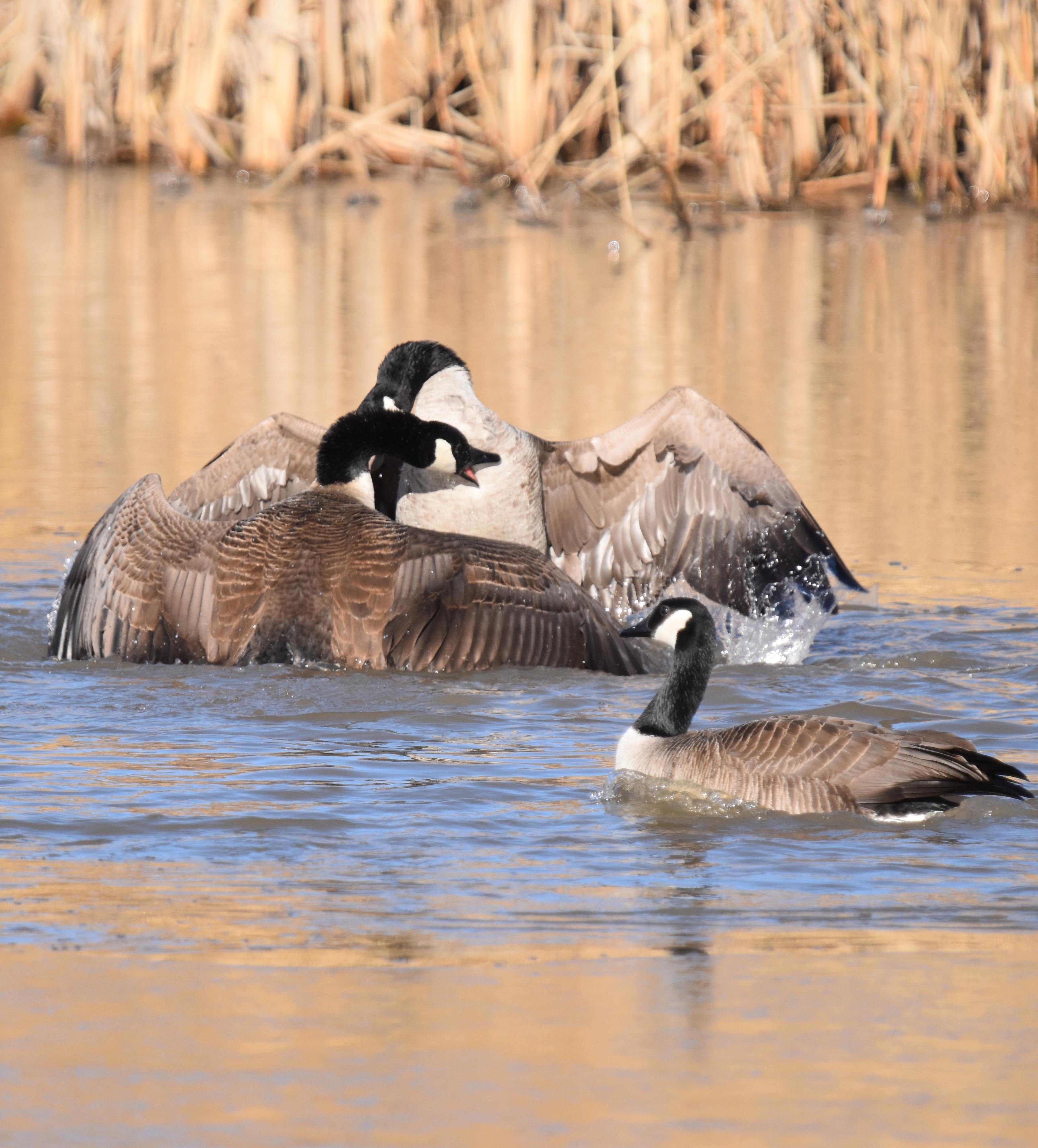 Photo of Canada Goose Fight 6 Oakville on NaturalCrooksDotCom