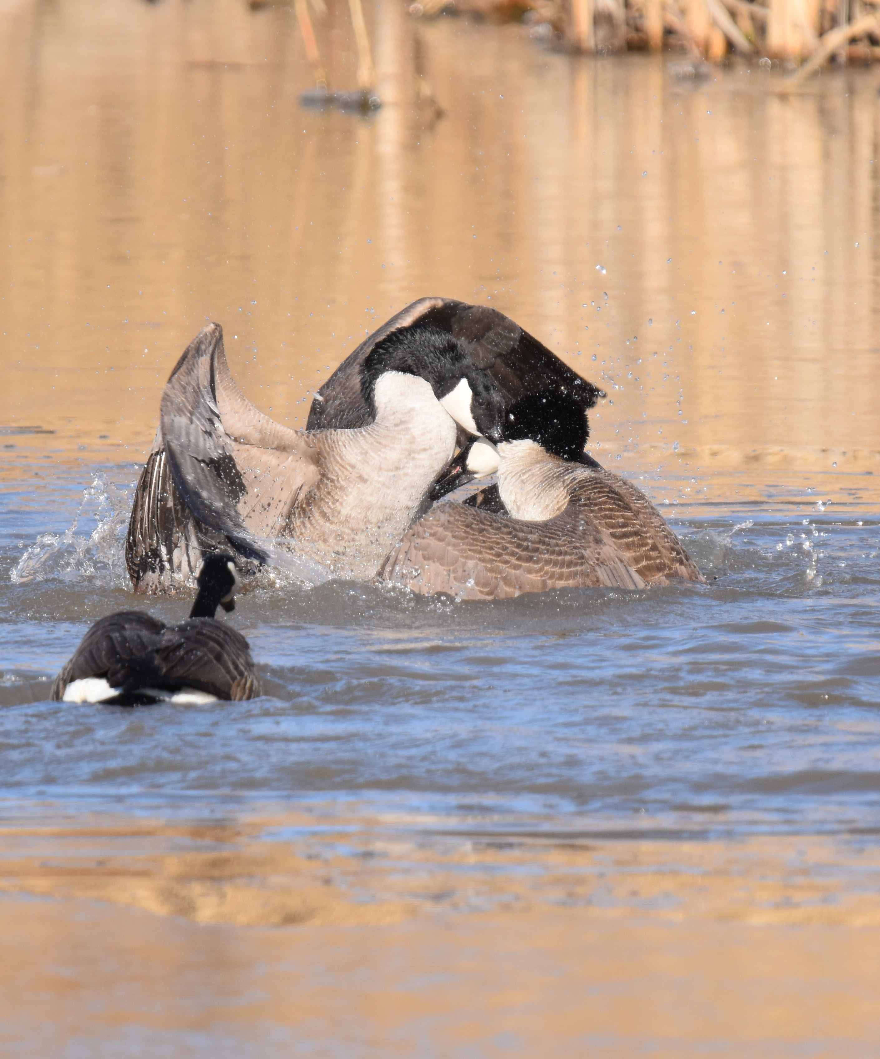 Photo of Canada Goose Fight 7 Oakville on NaturalCrooksDotCom