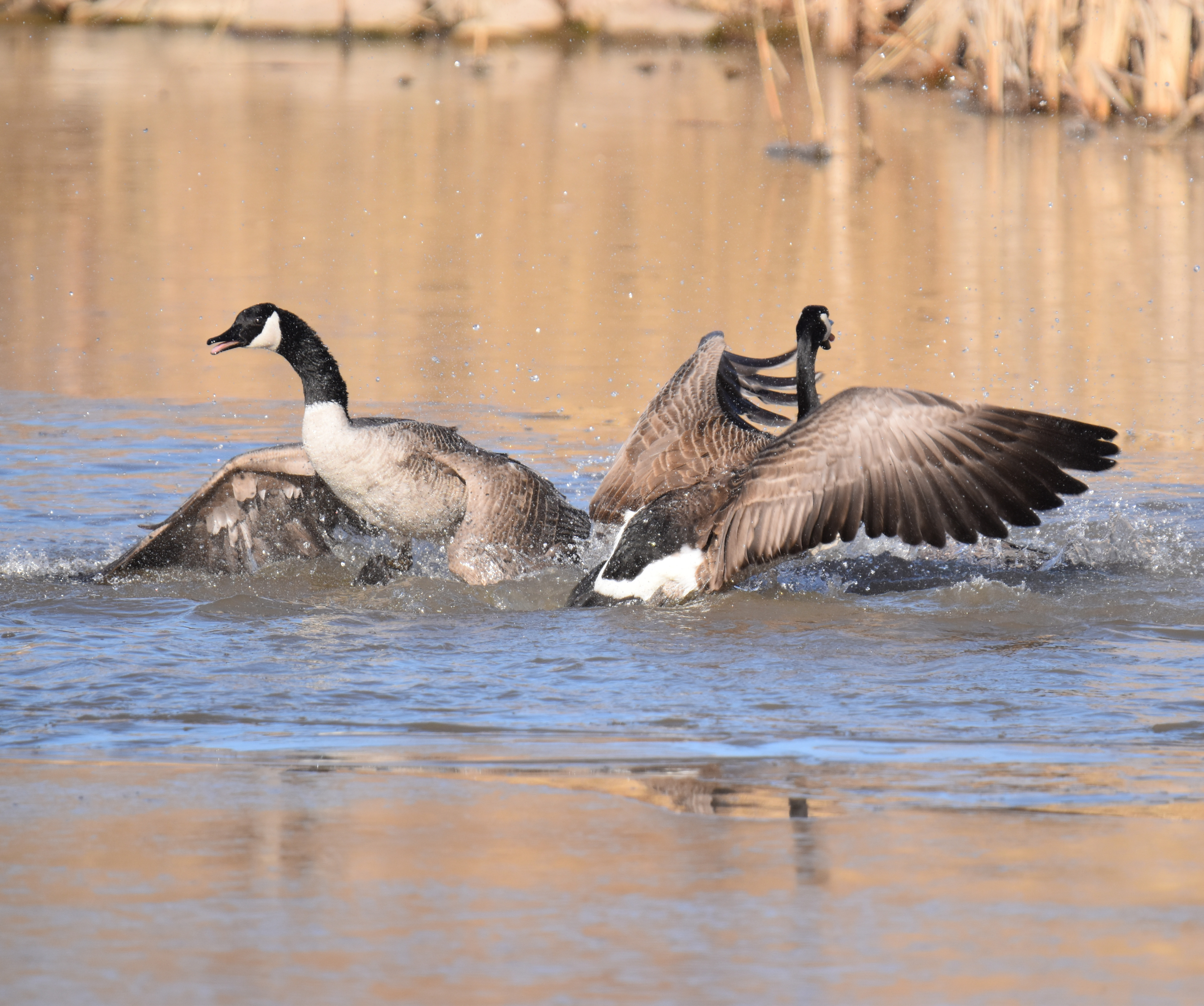 Photo of Canada Goose Fight8 Oakville on NaturalCrooksDotCom