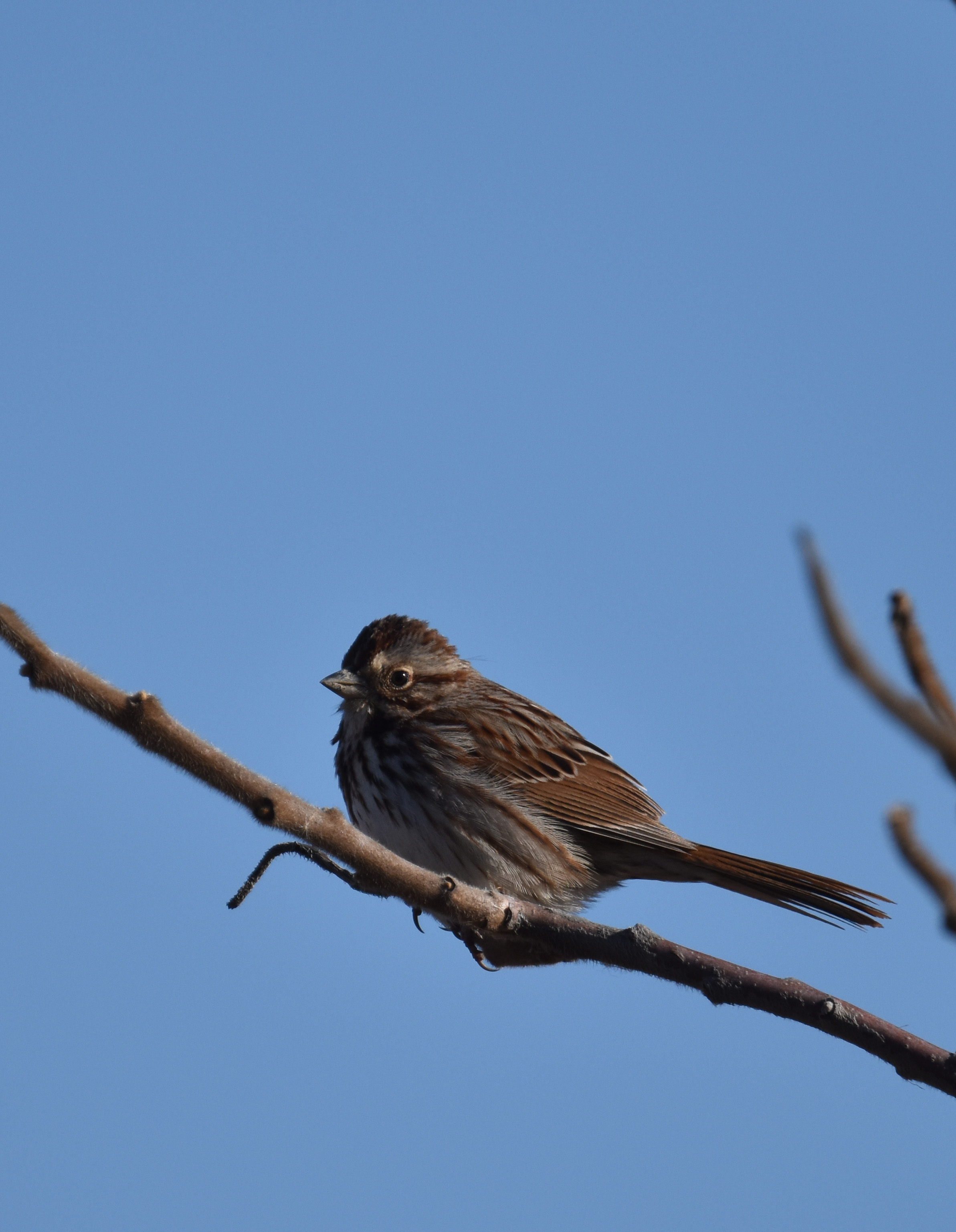 Photo of Song Sparrow Oakville on NaturalCrooksDotCom