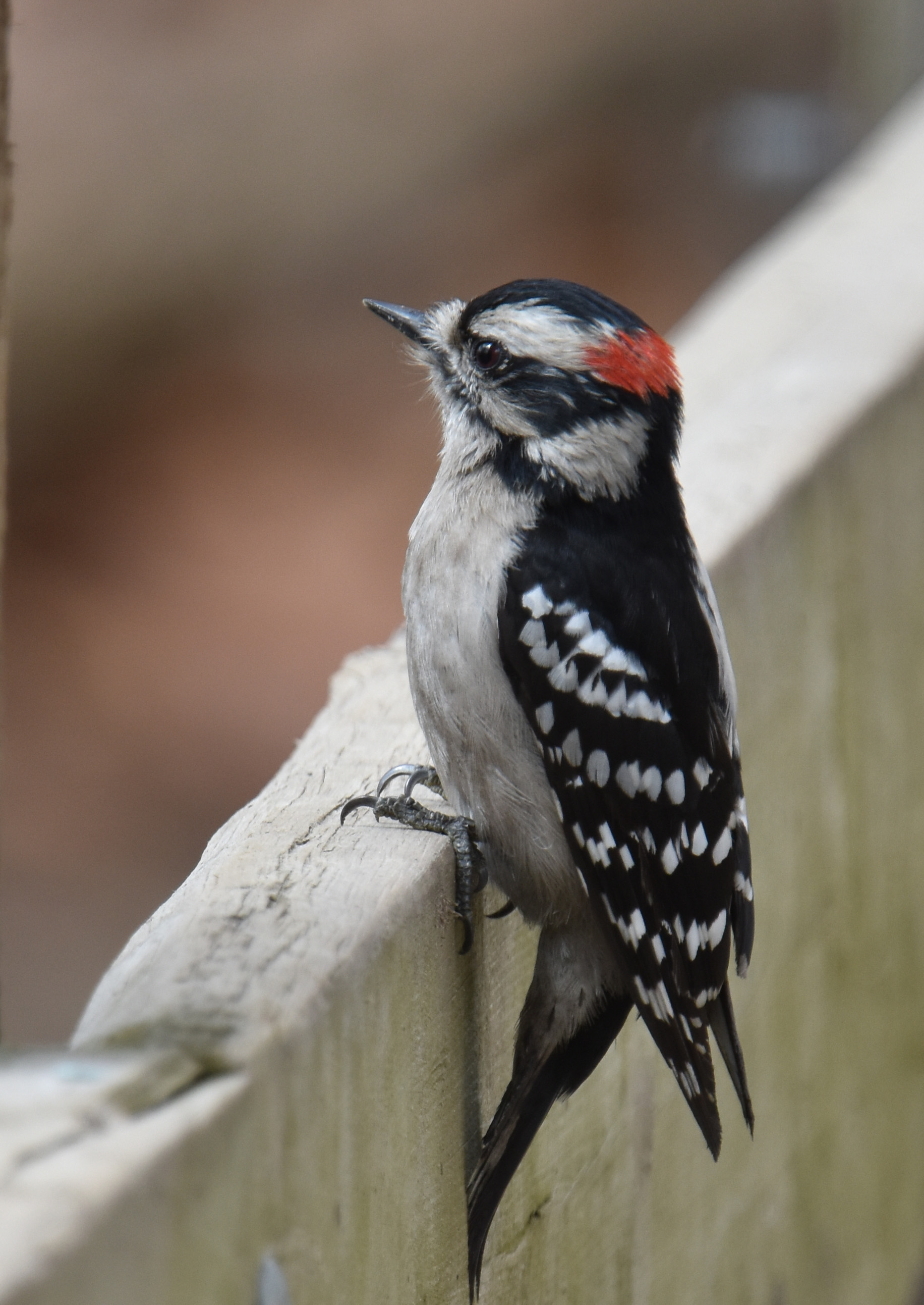 Photo of Downy Woodpecker on NaturalCrooksDotCom