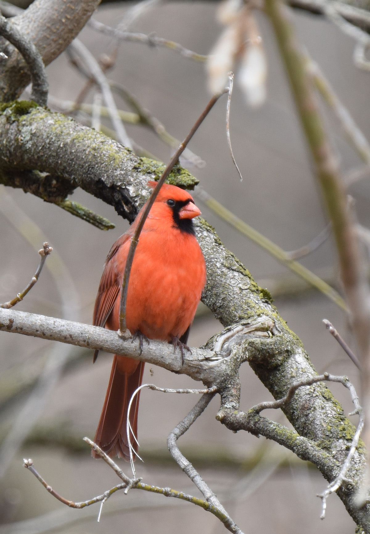 Photo of Northern Cardinal on NaturalCrooksDotCom