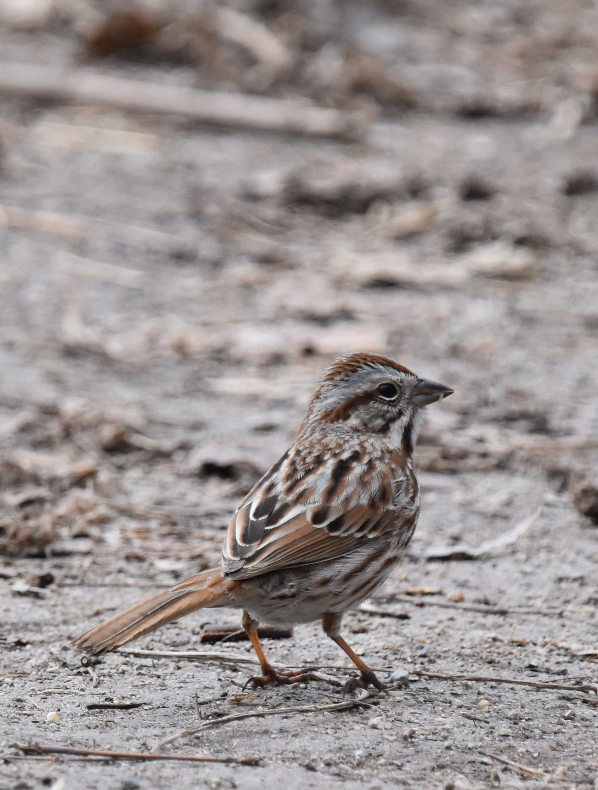 Photo of Song Sparrow on NaturalCrooksDotCom