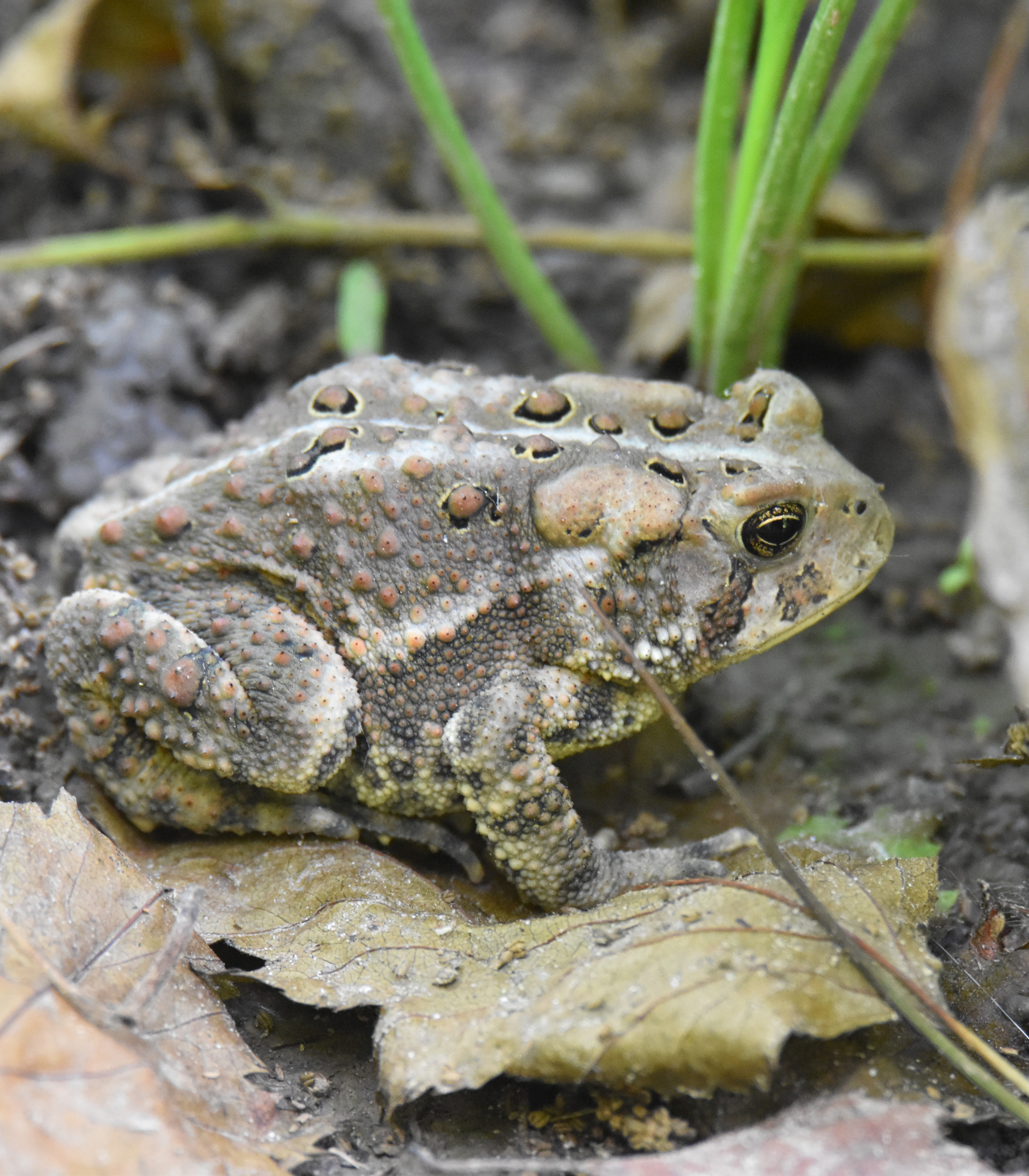 Photo of American Toad on NaturalCrooksDotCom