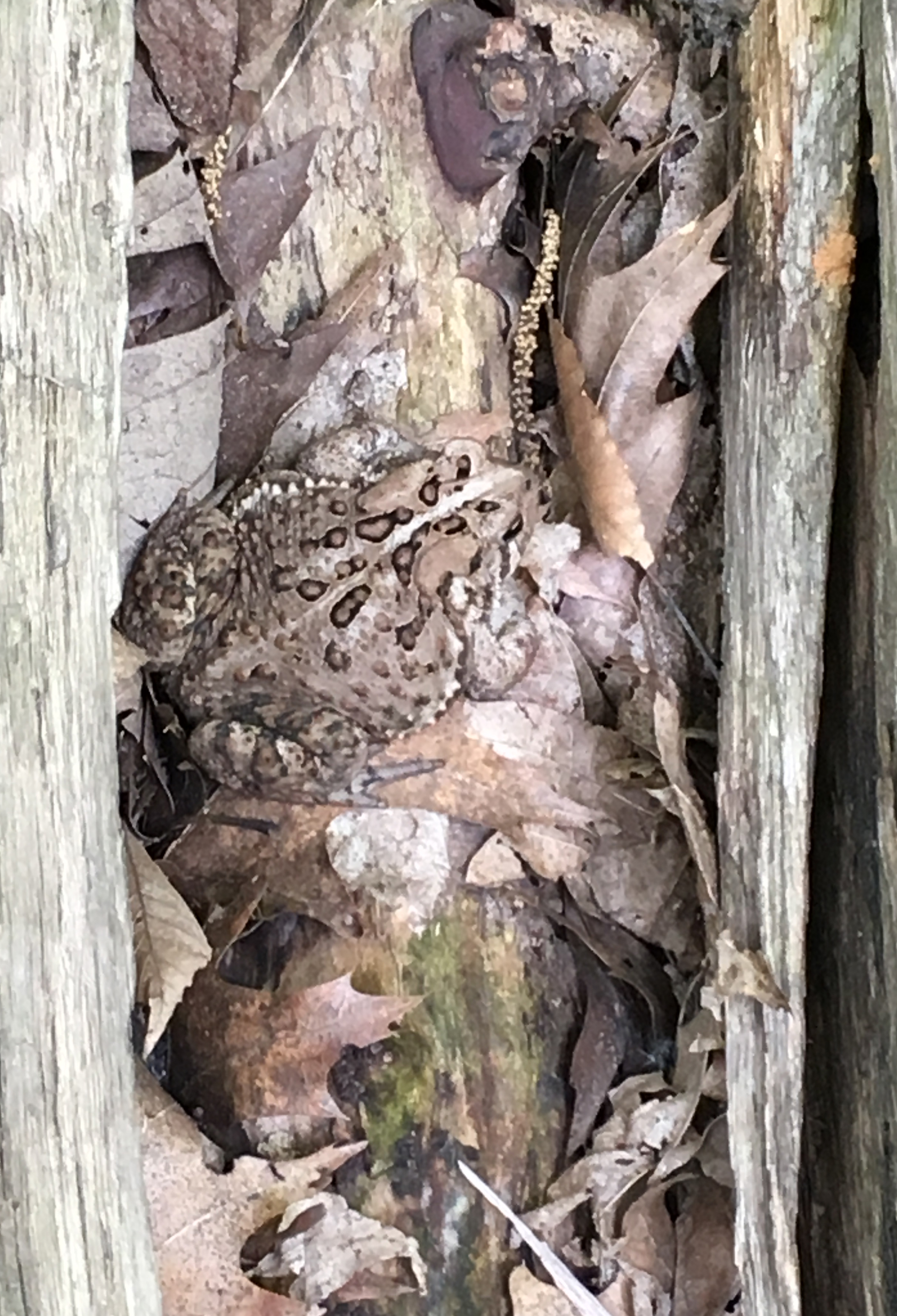 Photo of American Toad Medium 3 on NaturalCrooksDotCom