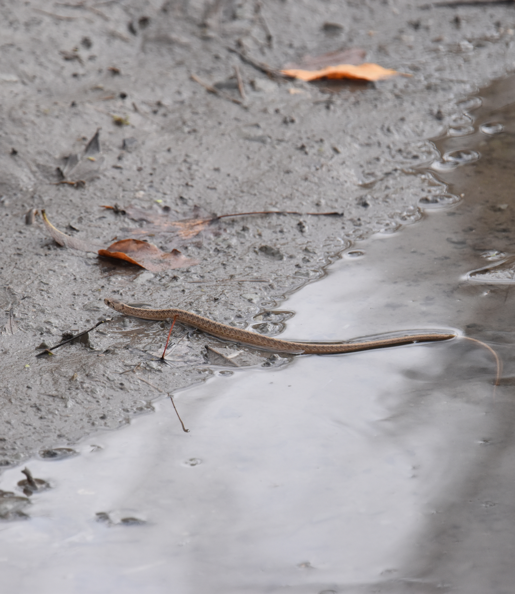Photo of DeKays Brown Snake on NaturalCrooksDotCom