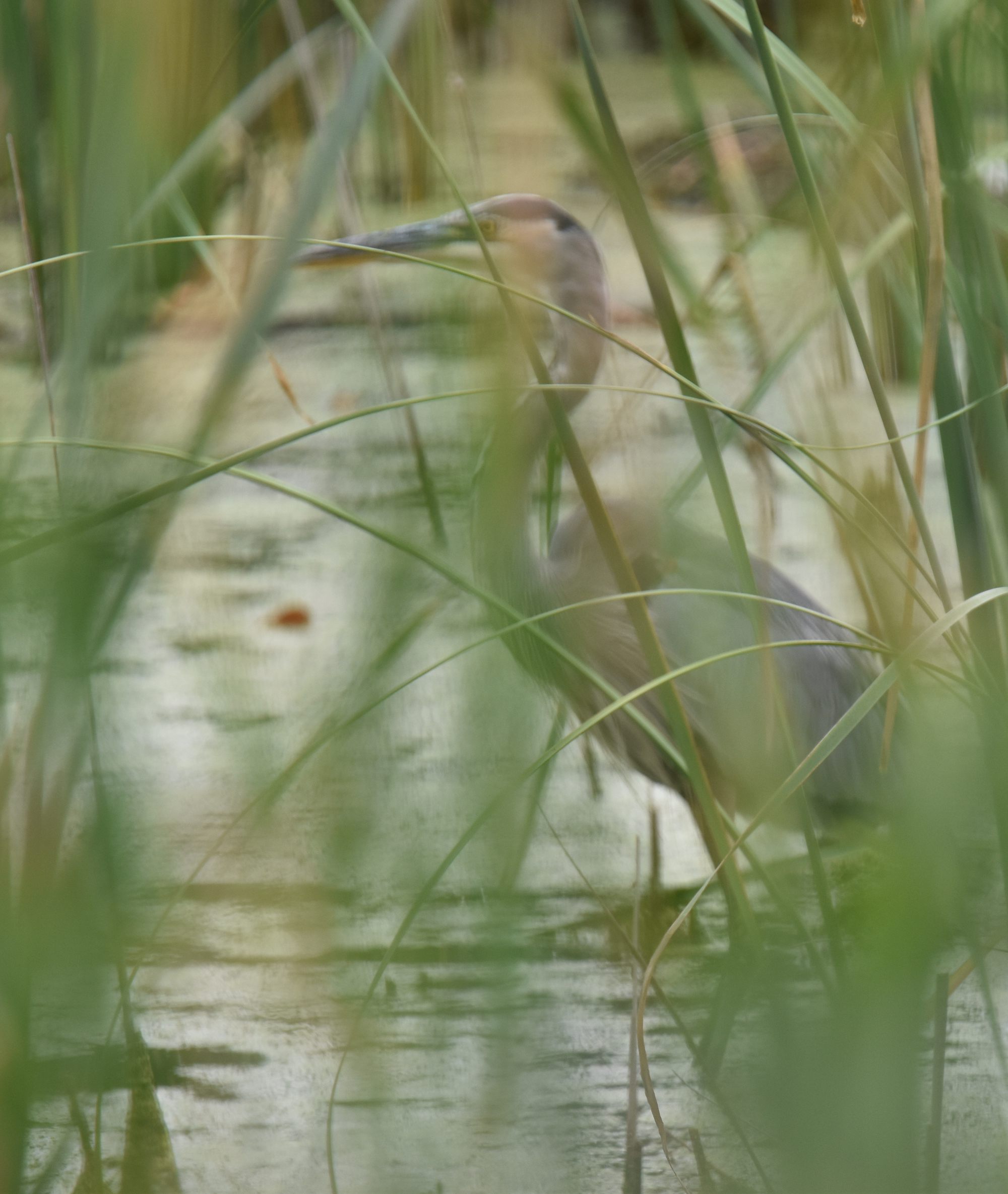 Photo of Great Blue Heron wading behind cattails and reeds.
