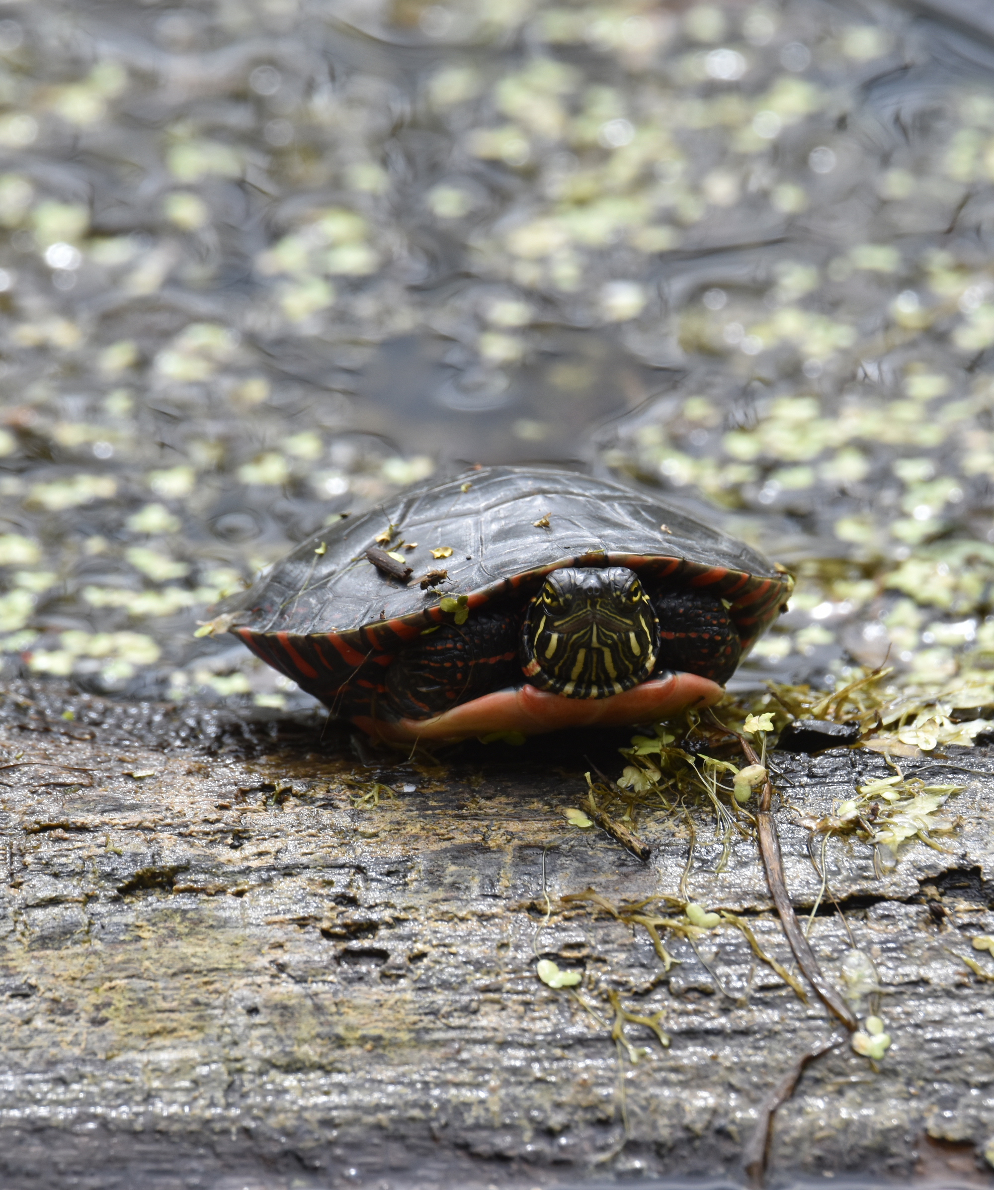 Photo of a Young Painted Turtle basking.