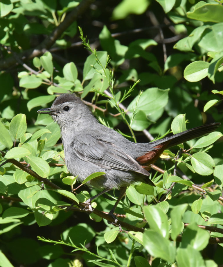All 92+ Images gray bird that looks like a robin Completed