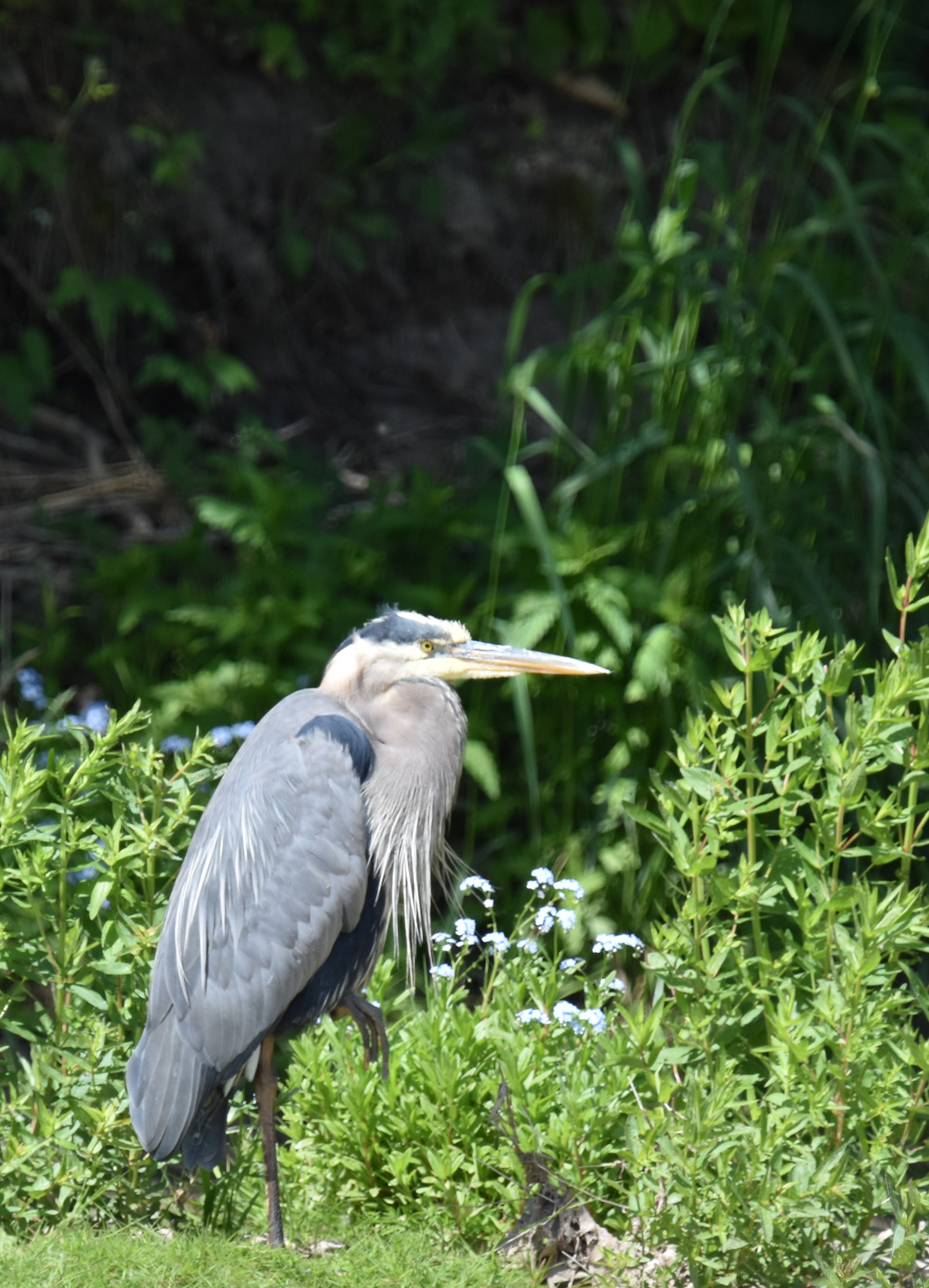 Do Great Blue Herons Migrate?