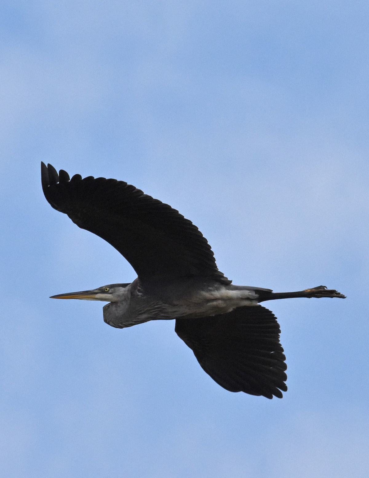 Photo of Great Blue Heron Turnng on NaturalCrooksDotCom