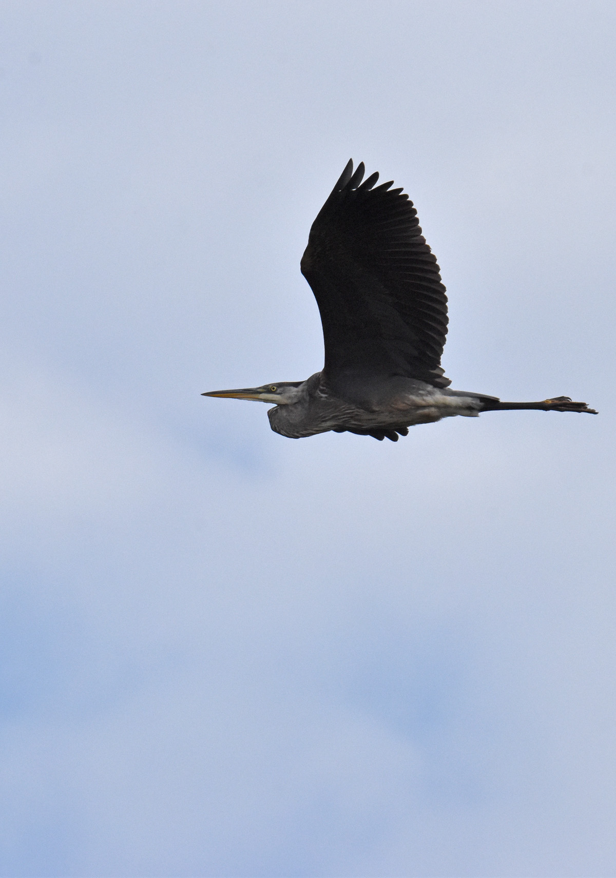 Photo of Great Blue Heron Flying on NaturalCrooksDotCom