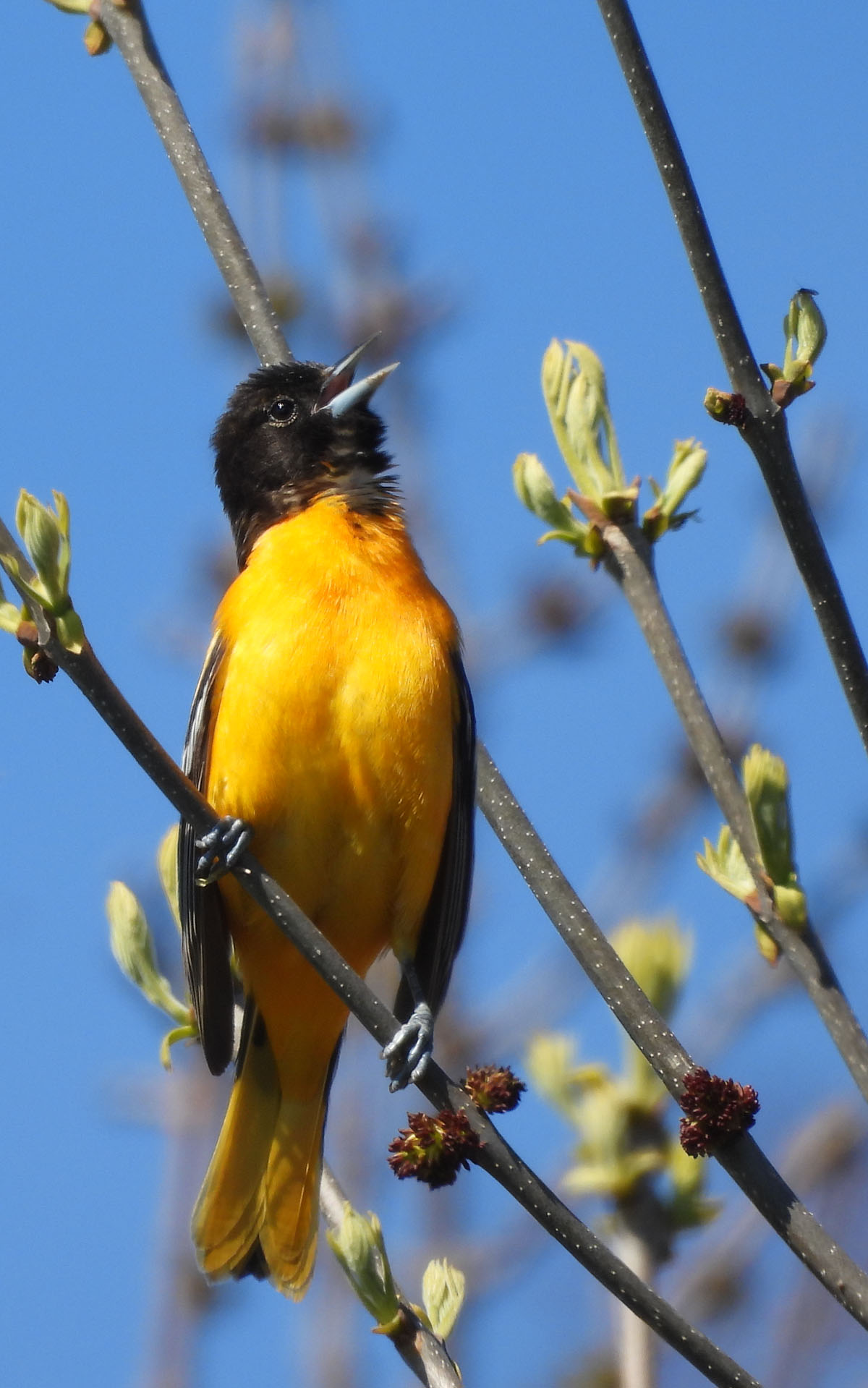 photo of a Baltimore Oriole Lakeside park on NaturalCrooksDotCom