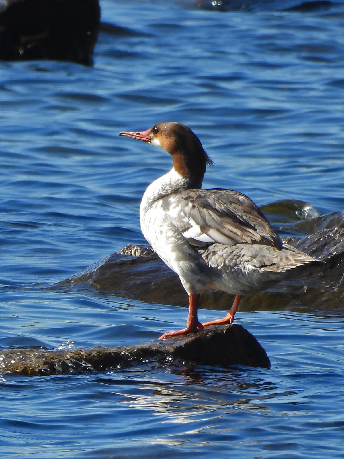 photo of Red Breasted Merganser Lakeside park on NaturalCrooksDotCom