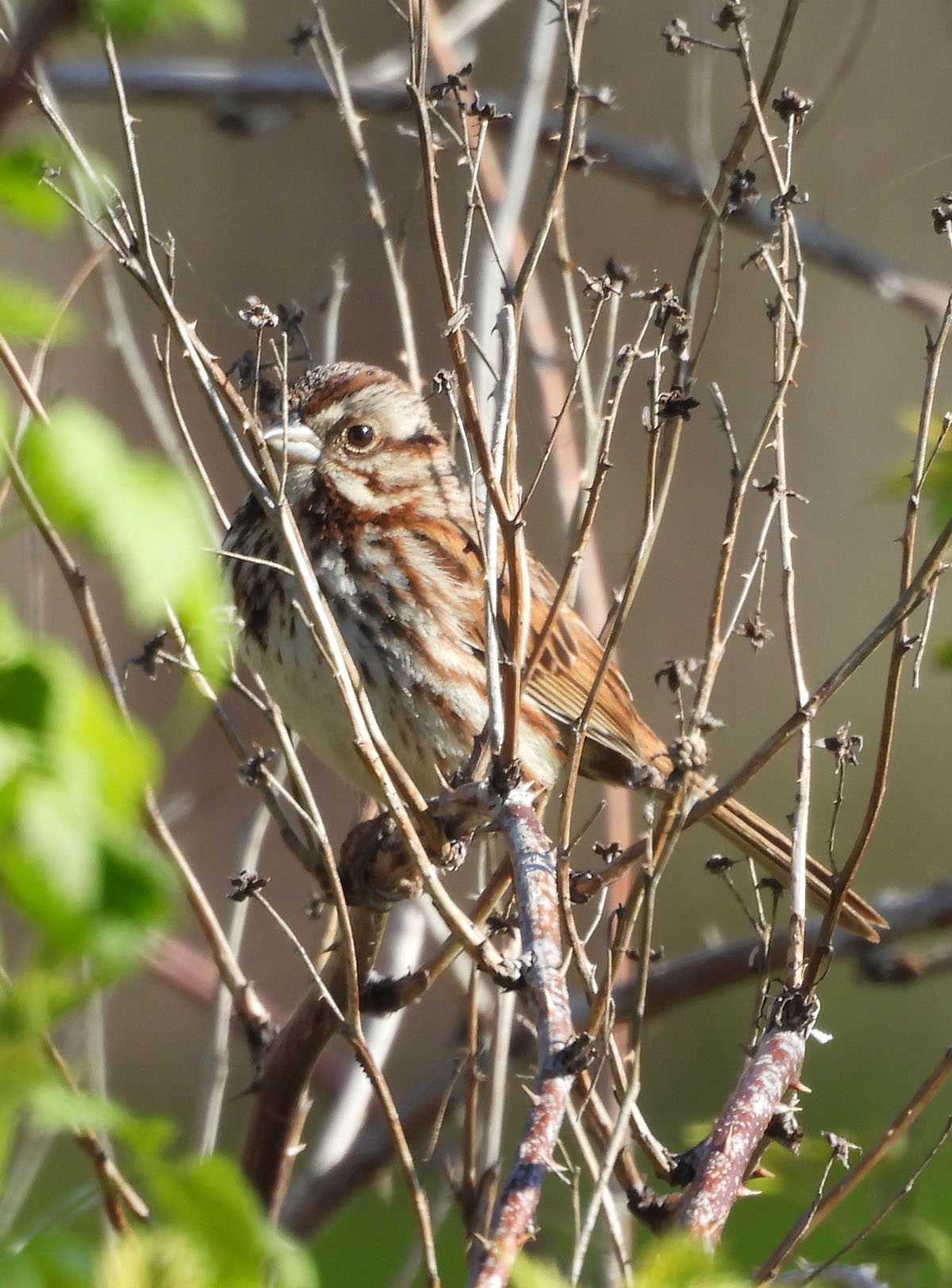 photo of a Song Sparrow Lakeside park on NaturalCrooksDotCom