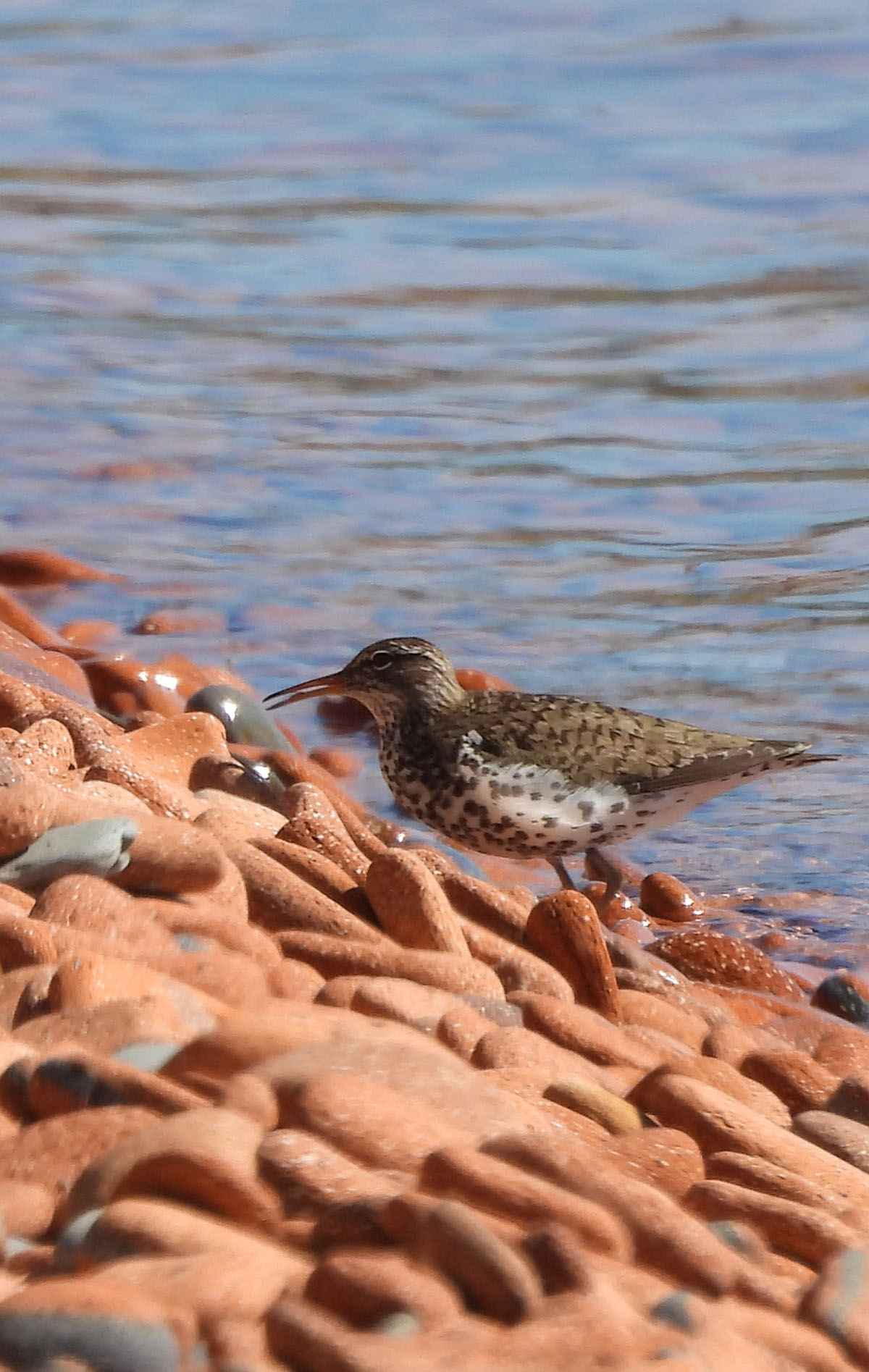 Photo of a Spotted Sandpiper Lakeside park on NaturalCrooksDotCom