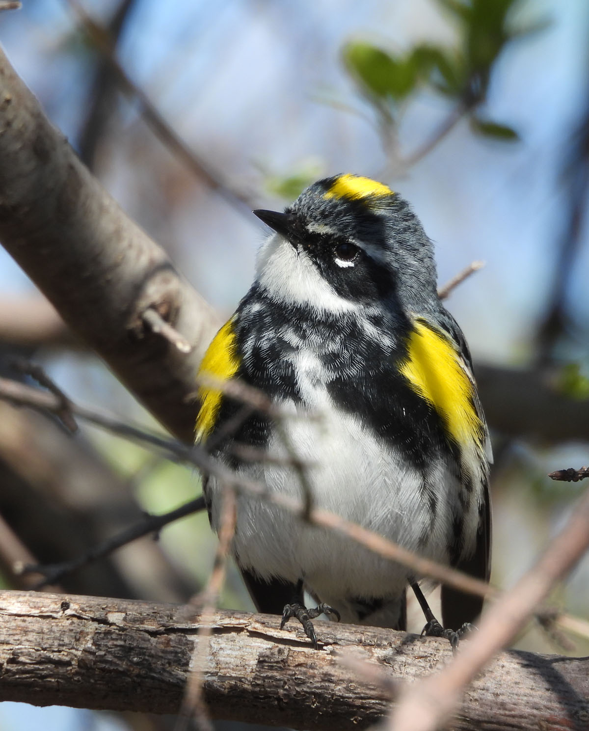 photo of Yellow Rumped Warbler looking Up at Lakeside on NaturalCrooksDotCom