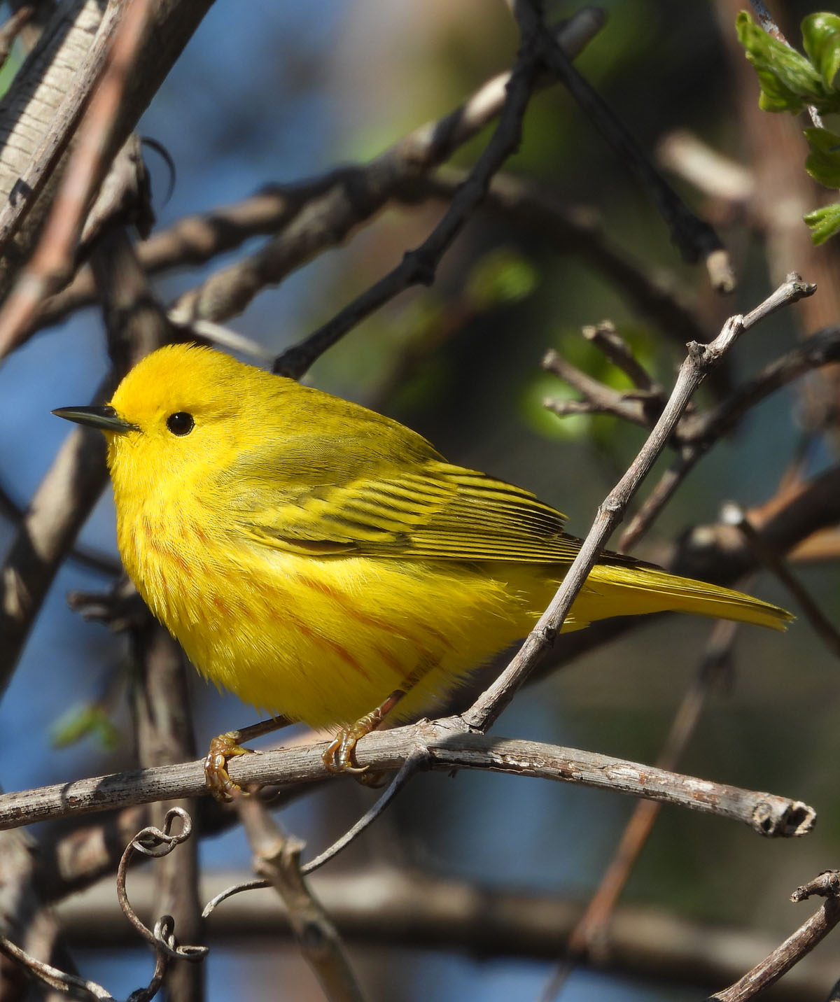 Photo of Yellow Warbler at Lakeside on NaturalCrooksDotCom