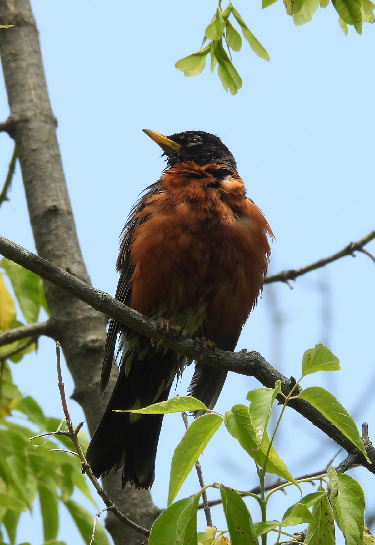 photo of American Robin after Bath at Rattray Marsh on NaturalCrooksDotCom