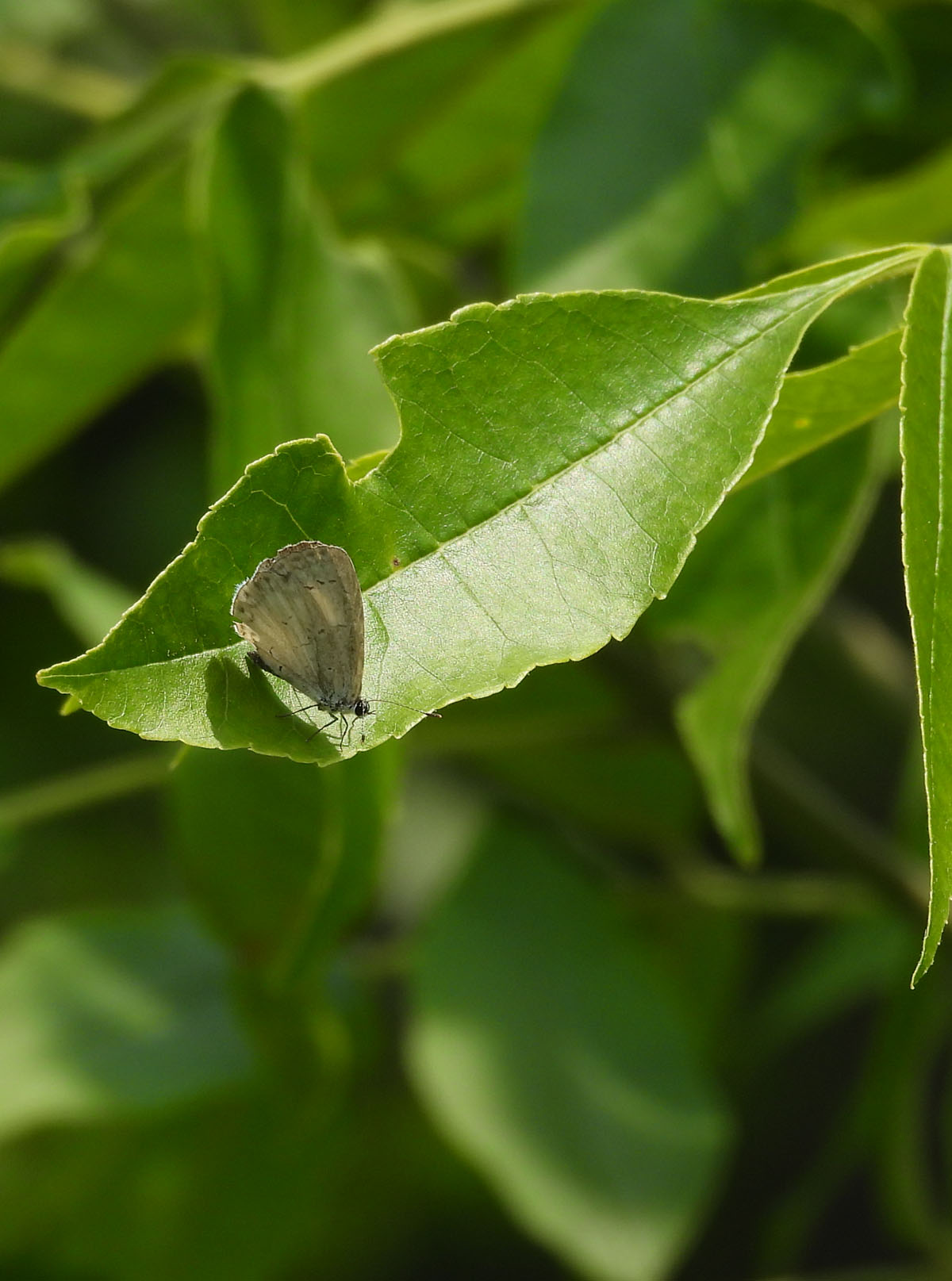 Photo of An Azure at Rattray Marsh on NaturalCrooksDotCom