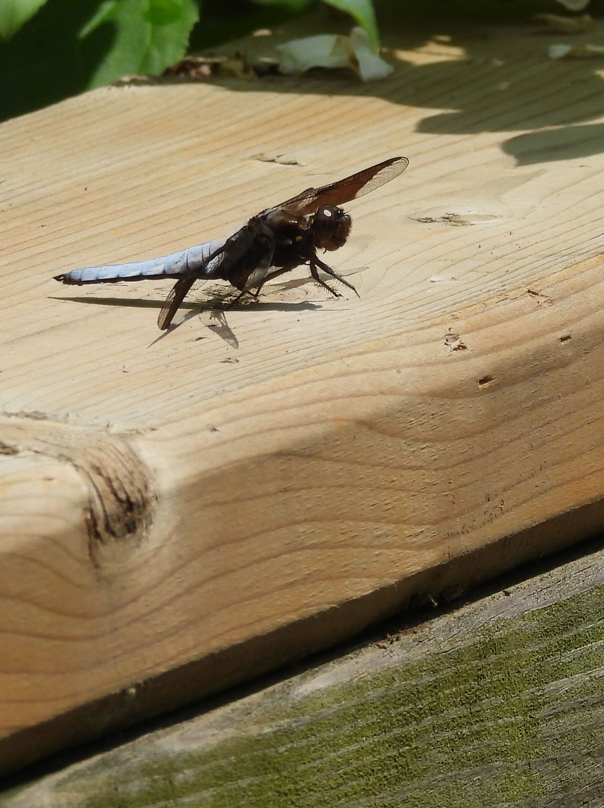 photo of a Common Whitetail at Rattray Marsh on NaturalCrooksDotCom
