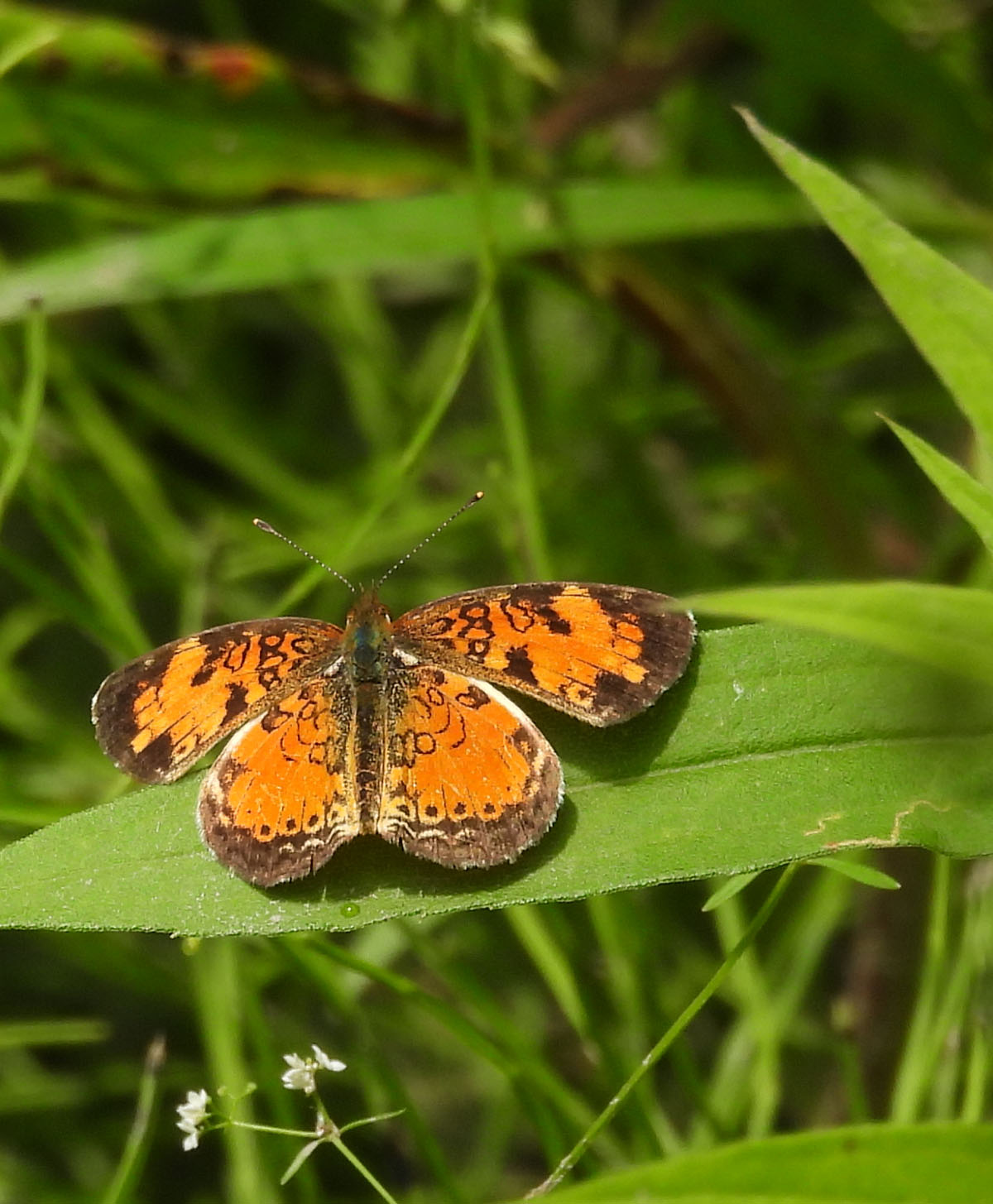 photo of Crescent at Rattray Marsh on NaturalCrooksDotCom