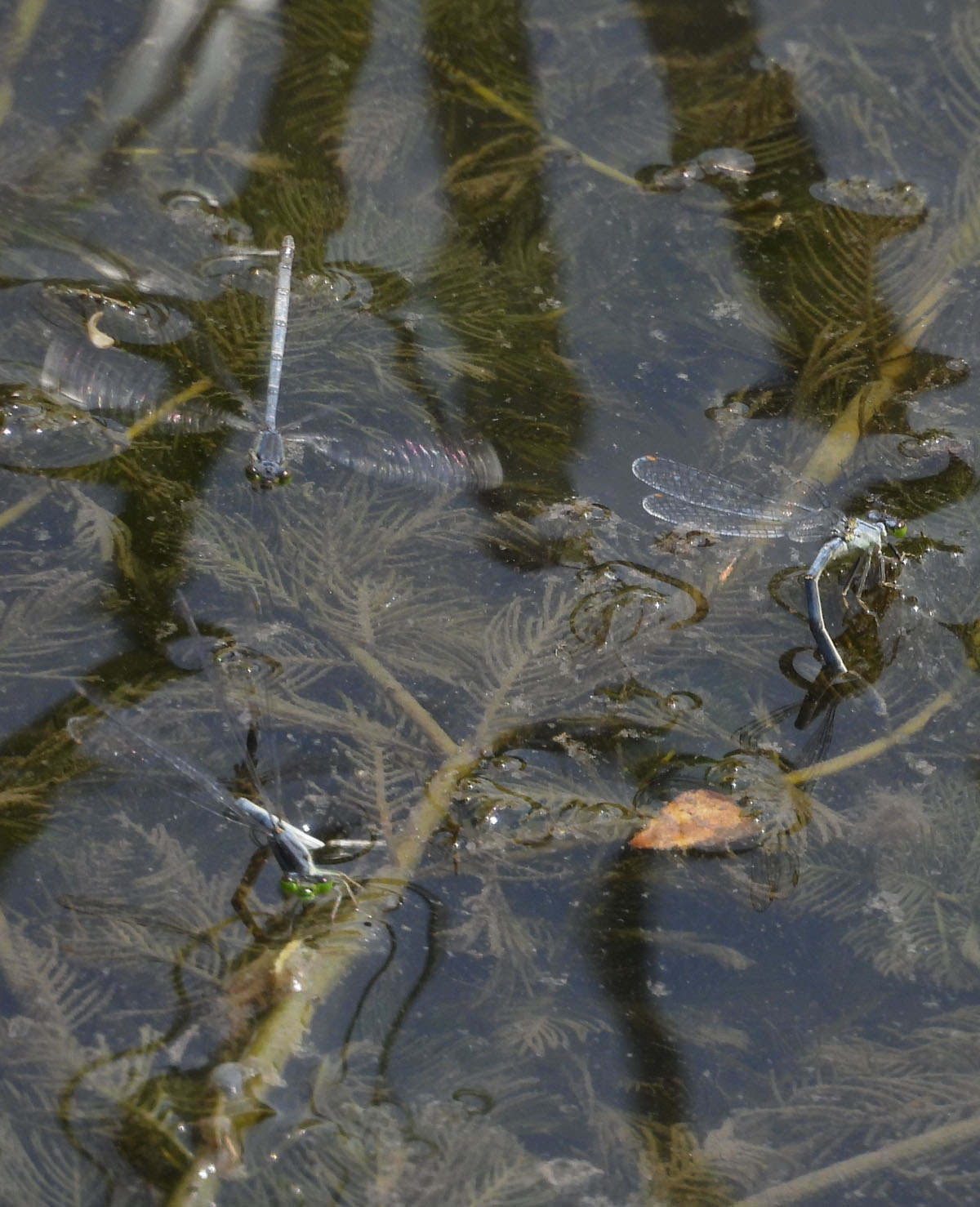 photo of Damselflies Ovipositing in Stream Weeds Underwater at Rattray Marsh on NaturalCrooksDotCom