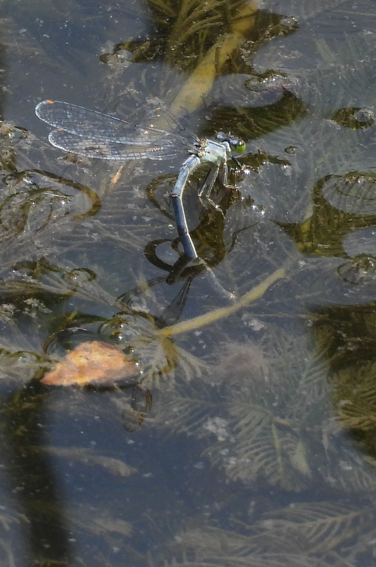 Photo of Damselfly Ovipositing in Stream Weeds Underwater at Rattray Marsh on NaturalCrooksDotCom