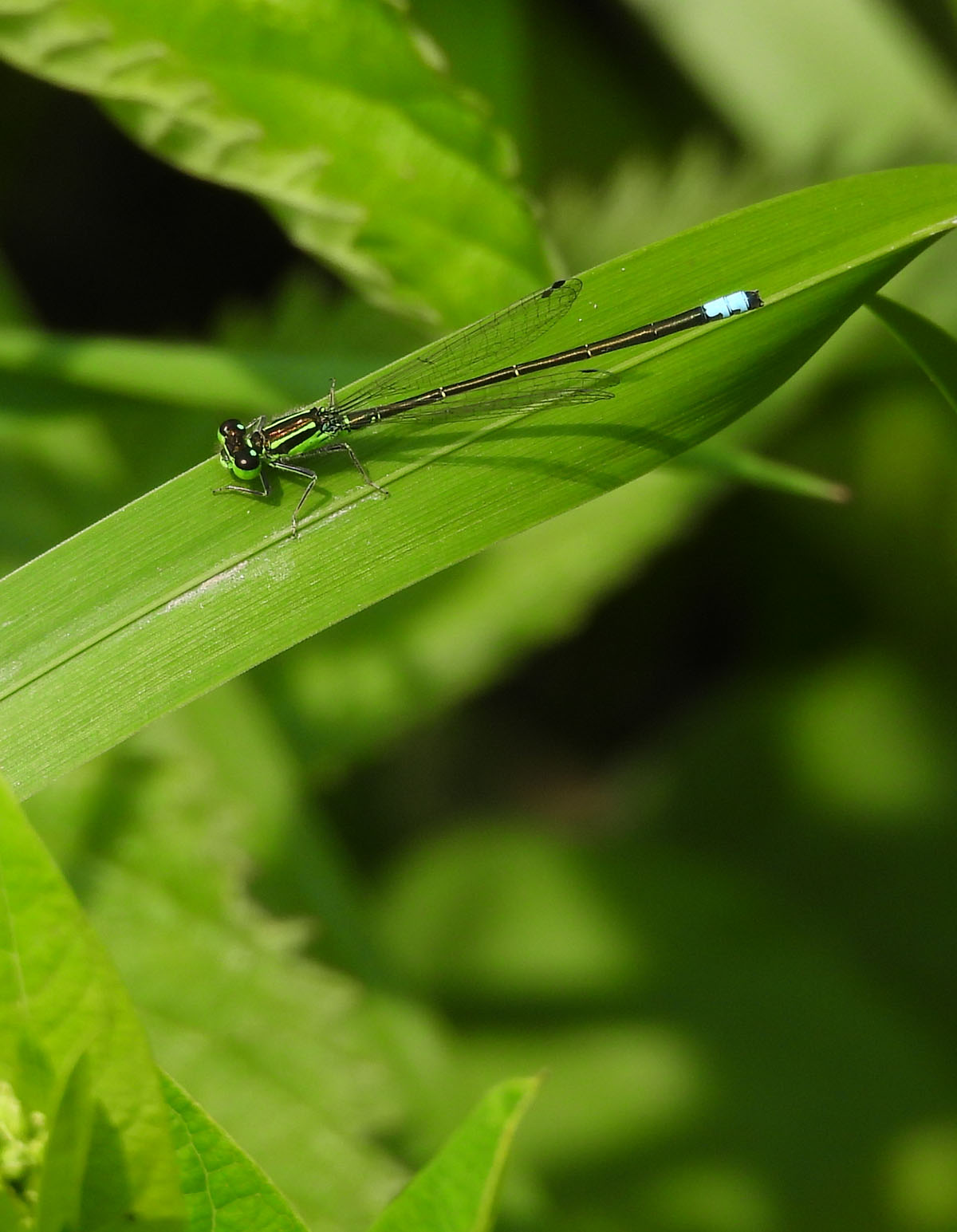 photo of an Eastern Forktail at Rattray Marsh on NaturalCrooksDotCom