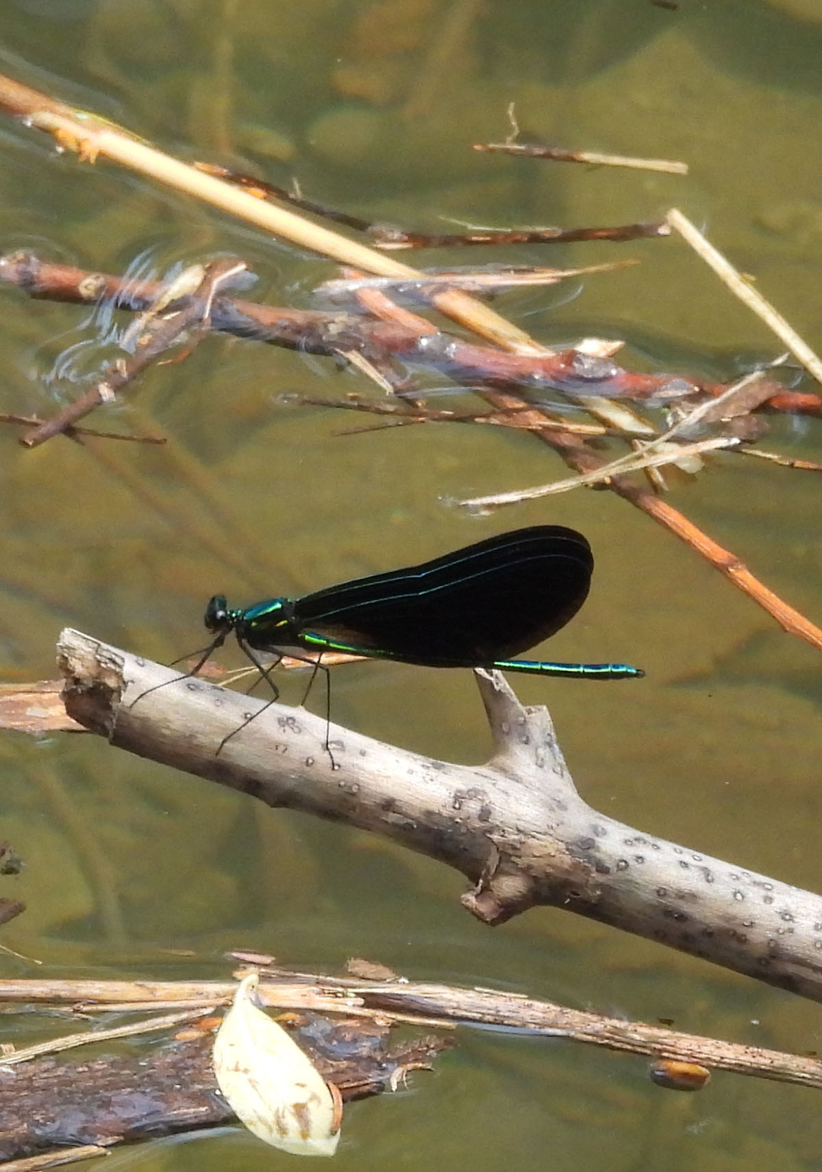 photo of a Ebony Jewelwing Male at Rattray Marsh on NaturalCrooksDotCom