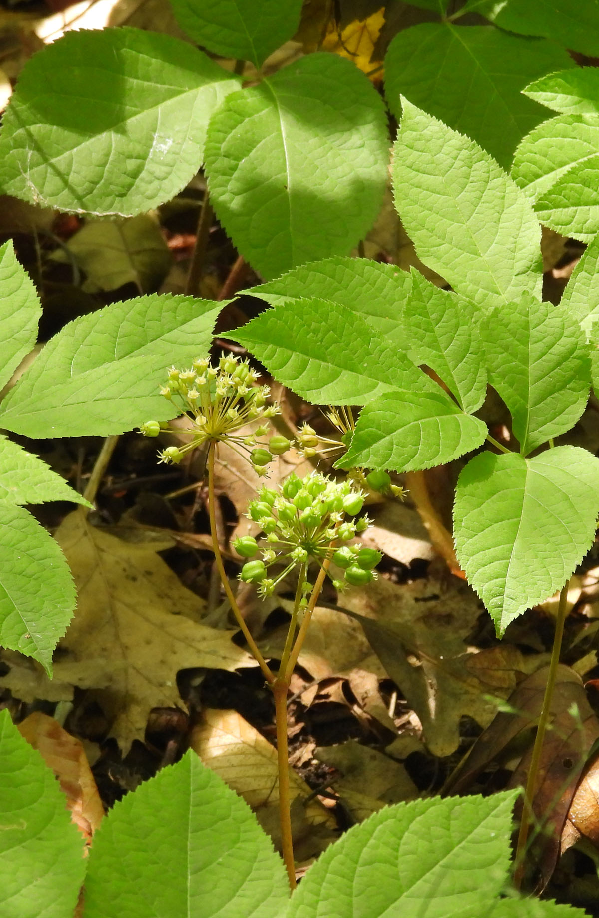 photo of False Sarsaparilla at Rattray Marsh on NaturalCrooksDotCom