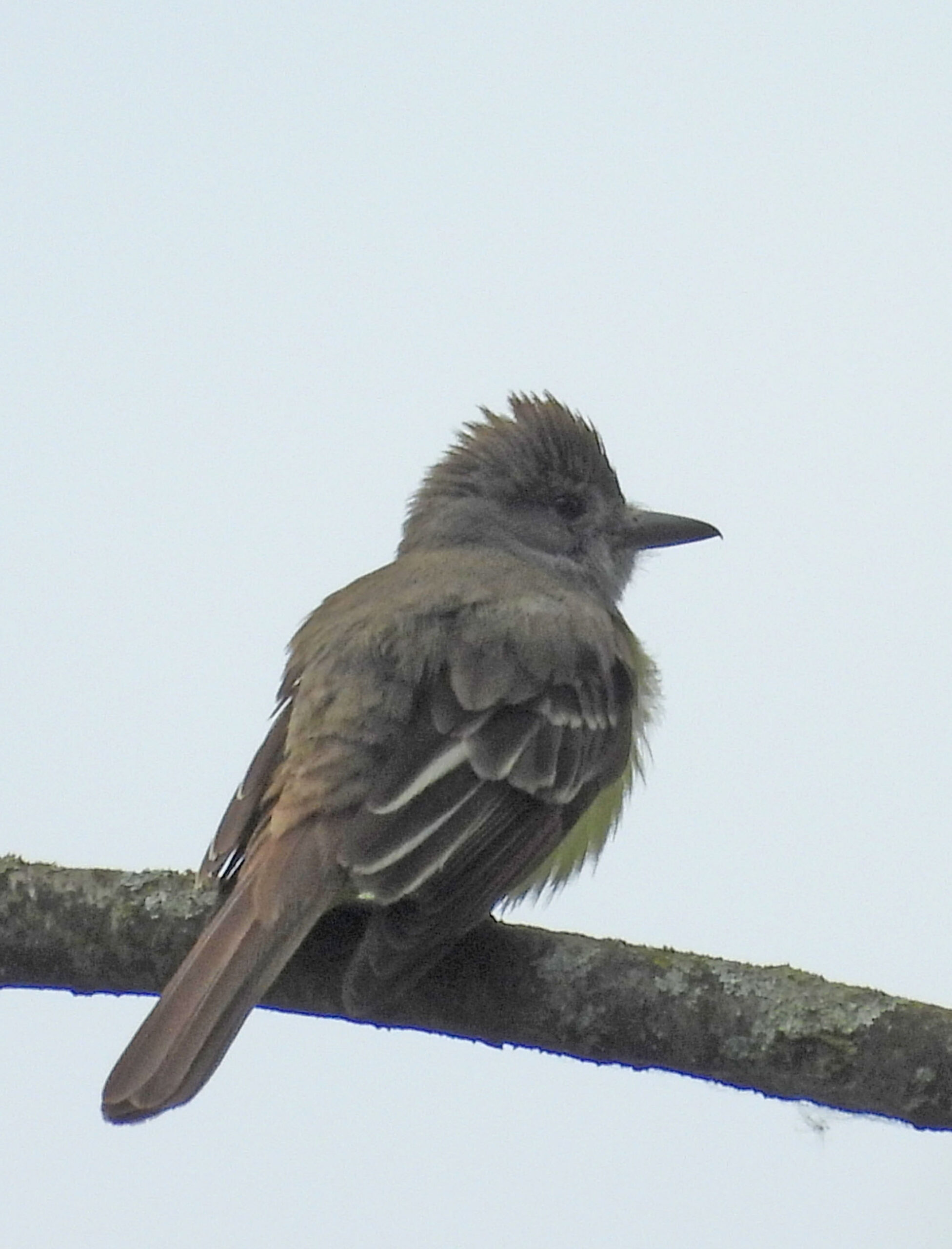 photo of a Great Crested Flycatcher at Rattray Marsh on NaturalCrooksDotCom