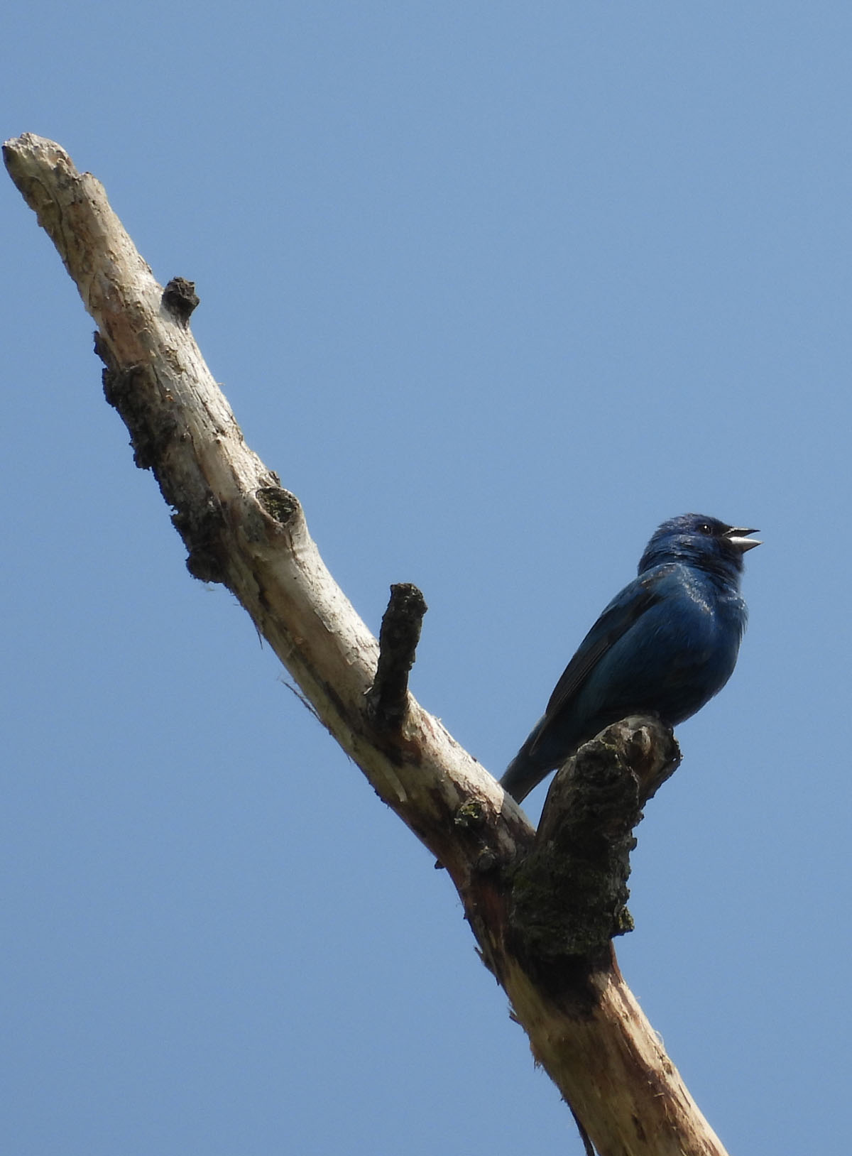 photo of an Indigo Bunting at Rattray Marsh on NaturalCrooksDotCom