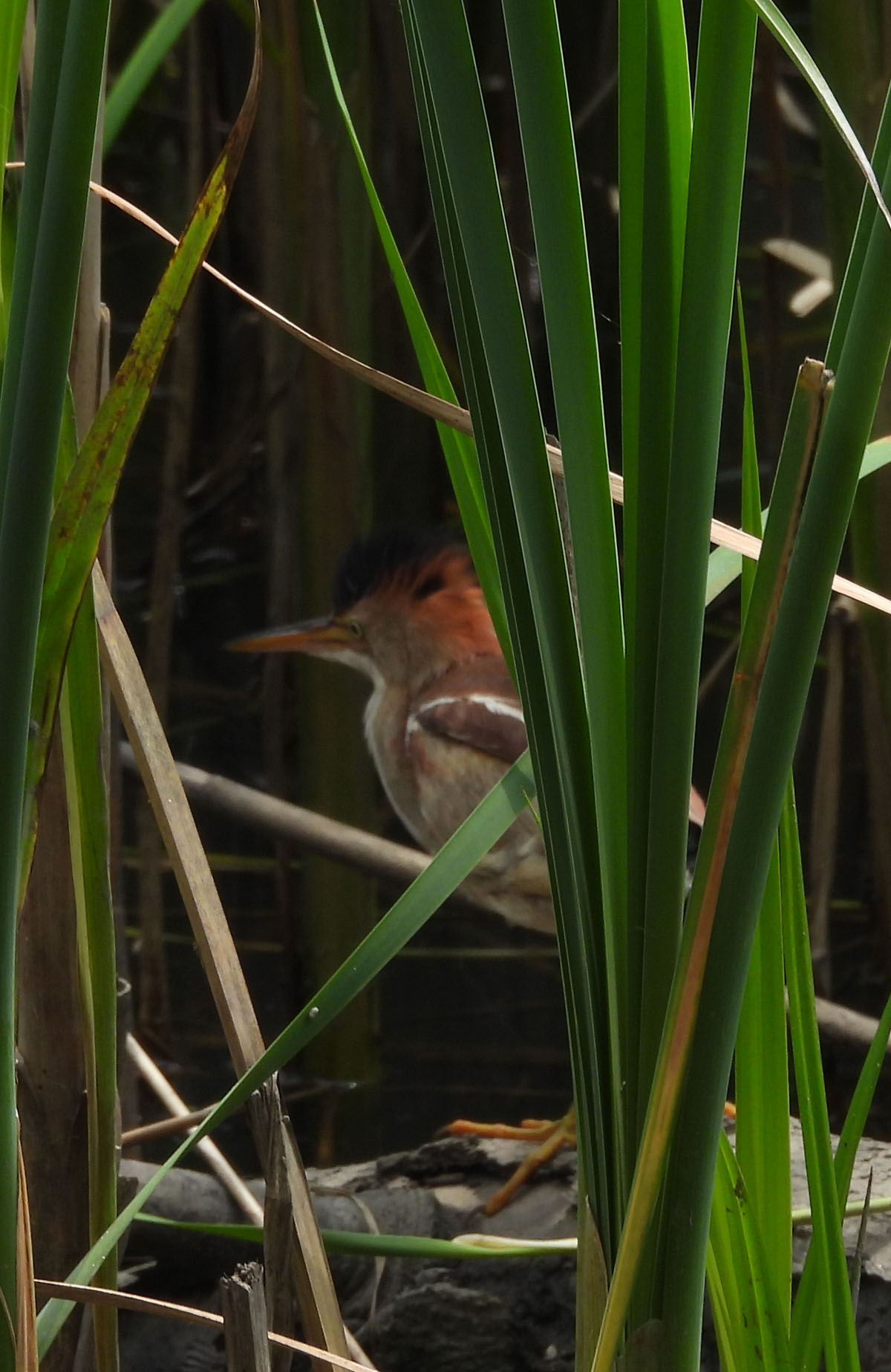 photo of Least Bittern in Cattails at Rattray Marsh on NaturalCrooksDotCom